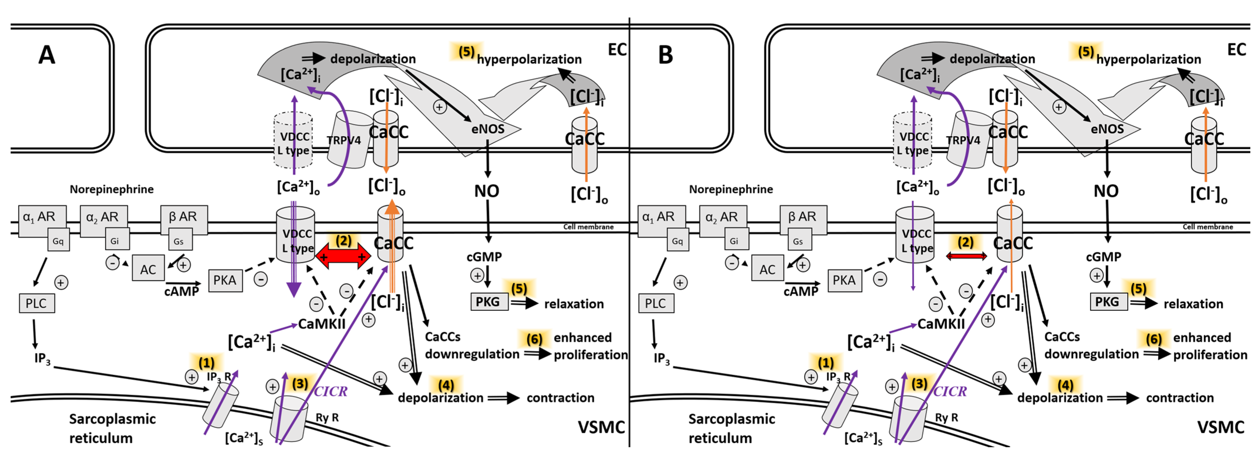 Ijms 25 05093 g001 Ijms 25 05093 g001