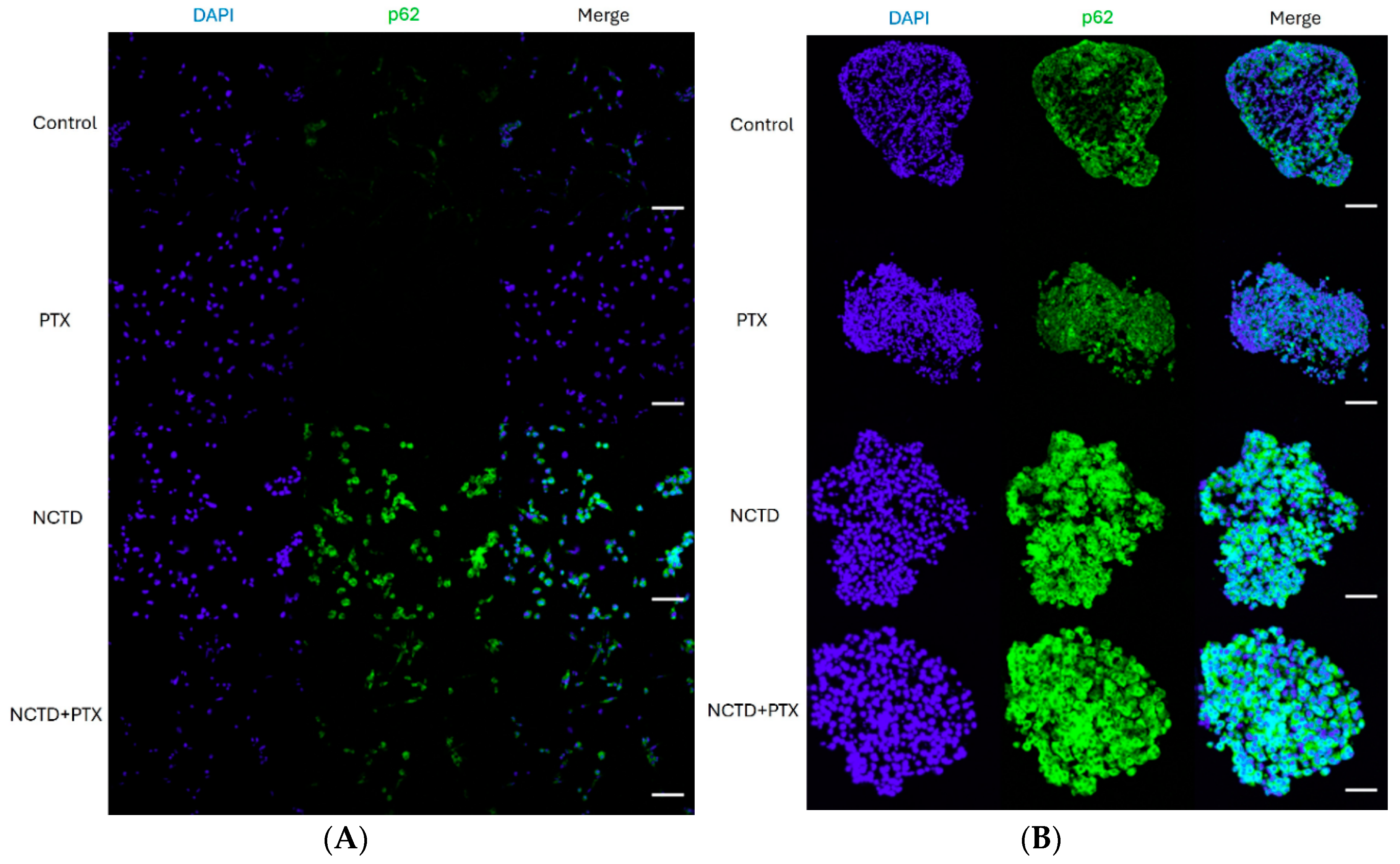 Ijms 25 05140 g004 Ijms 25 05140 g004