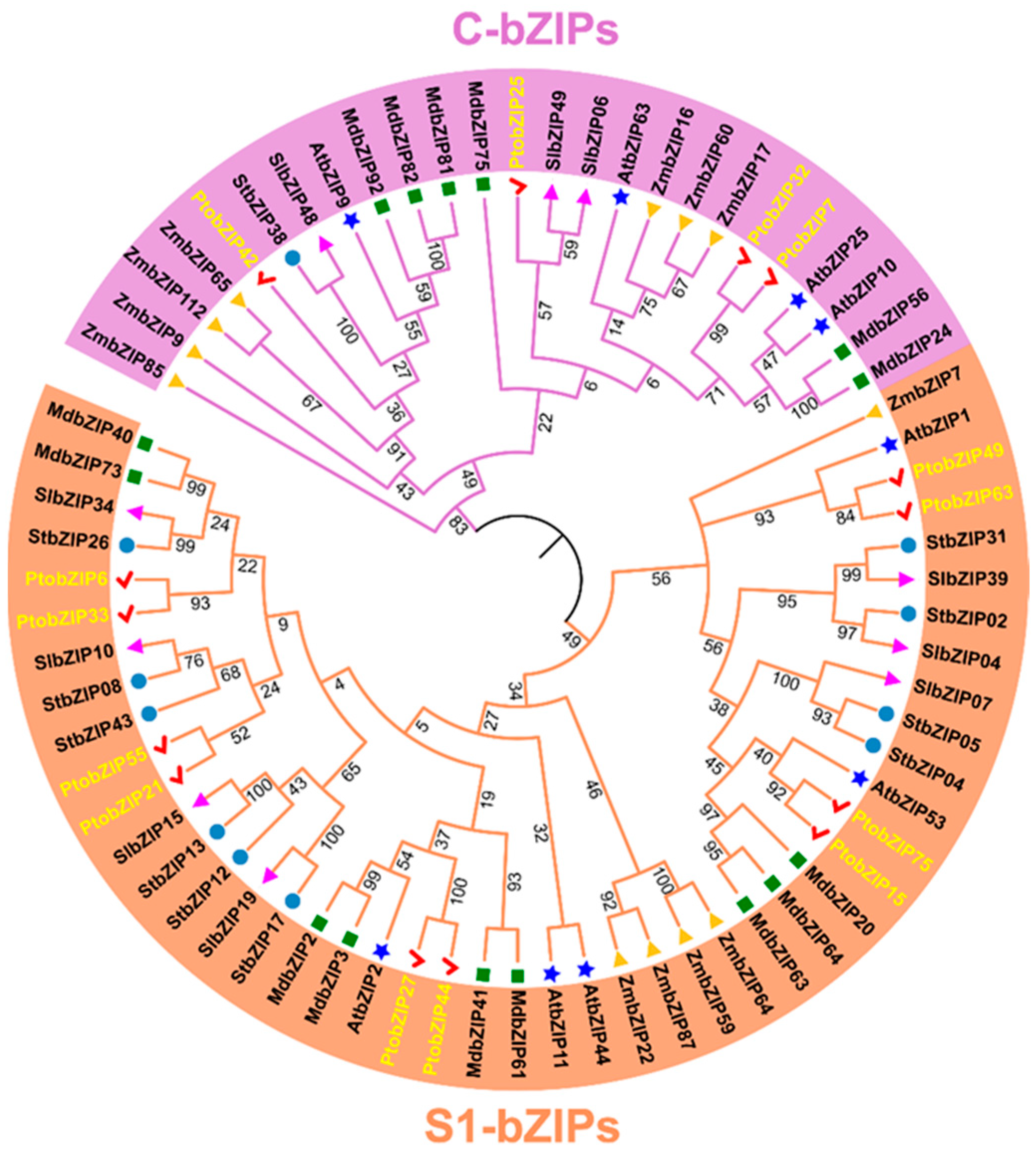 Genome-Wide Analysis of C/S1-bZIP Subfamilies in Populus
