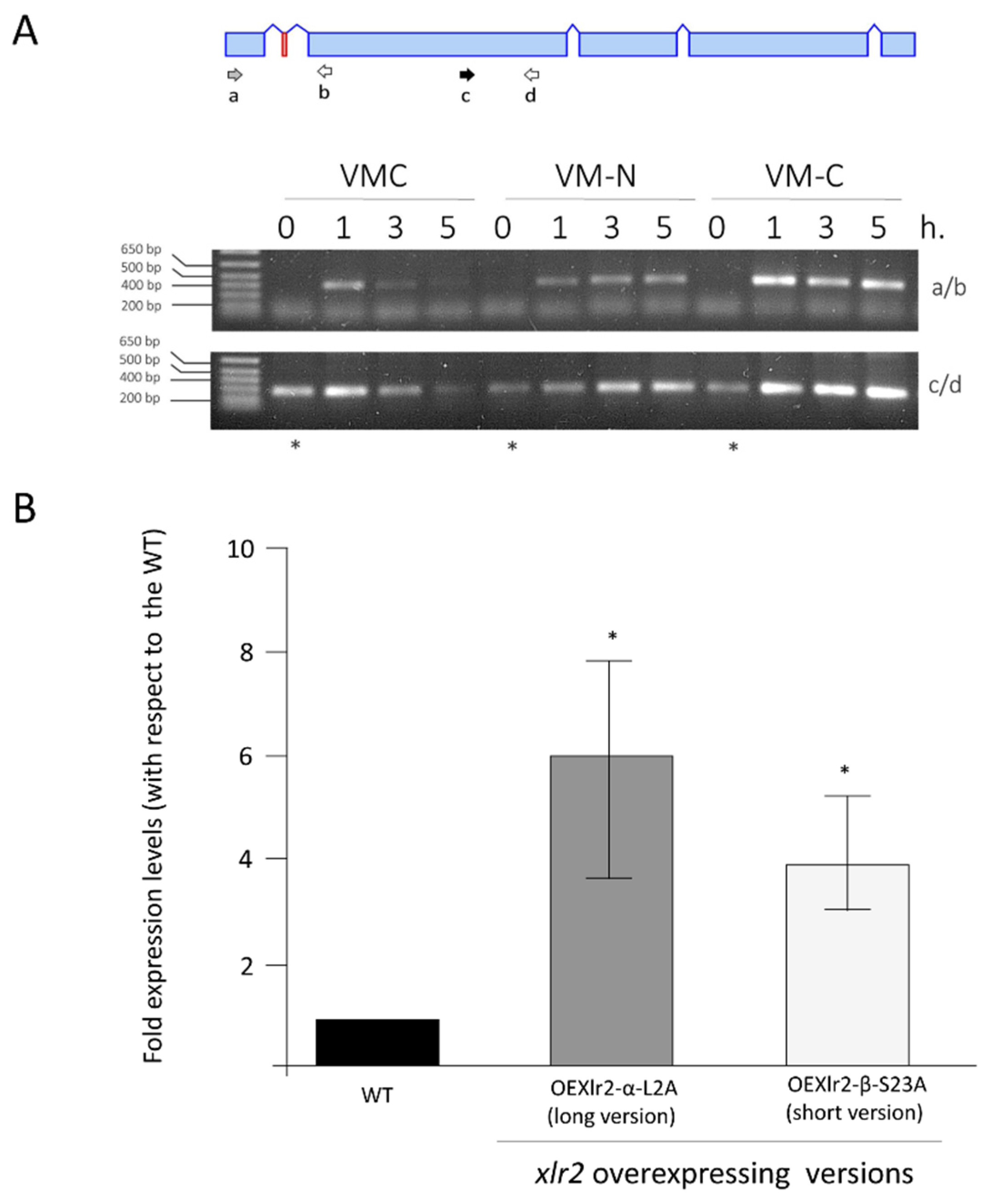 Ijms 25 05172 g005 Ijms 25 05172 g005