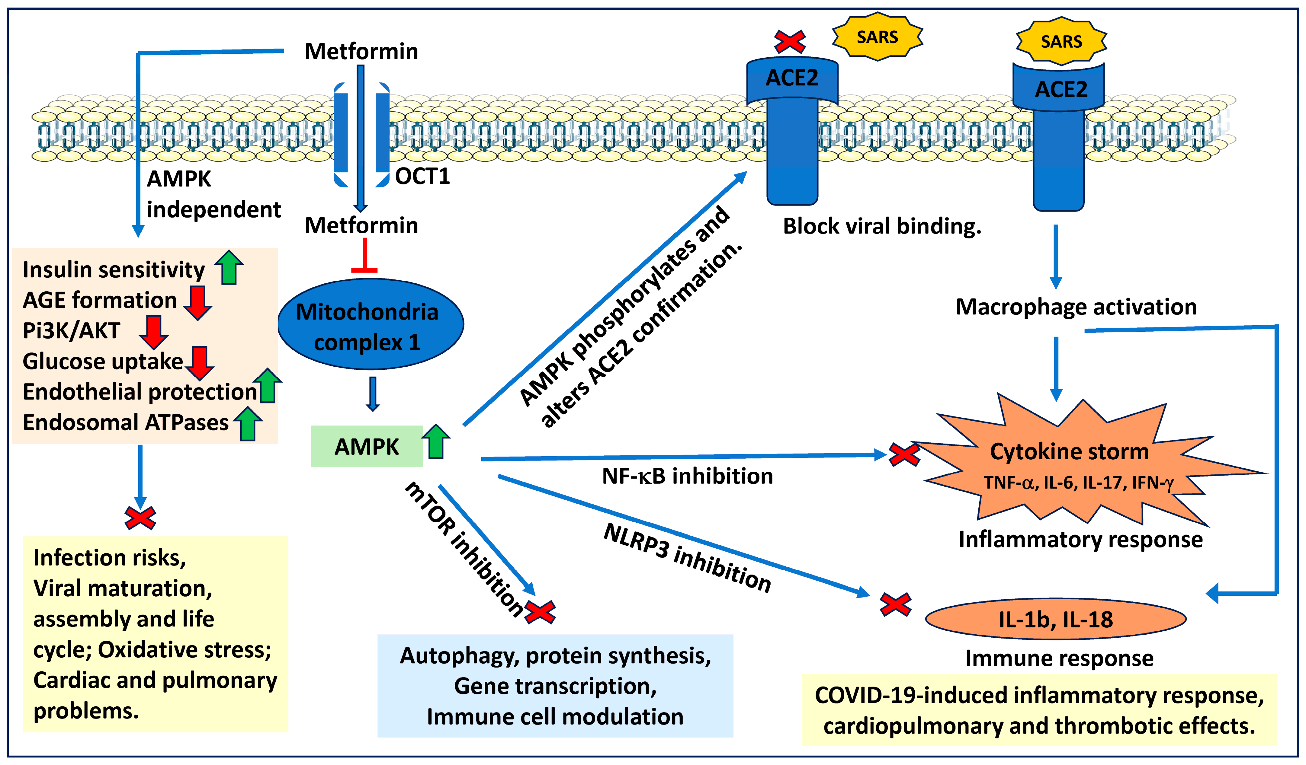 Ijms 25 05190 g005 Ijms 25 05190 g005