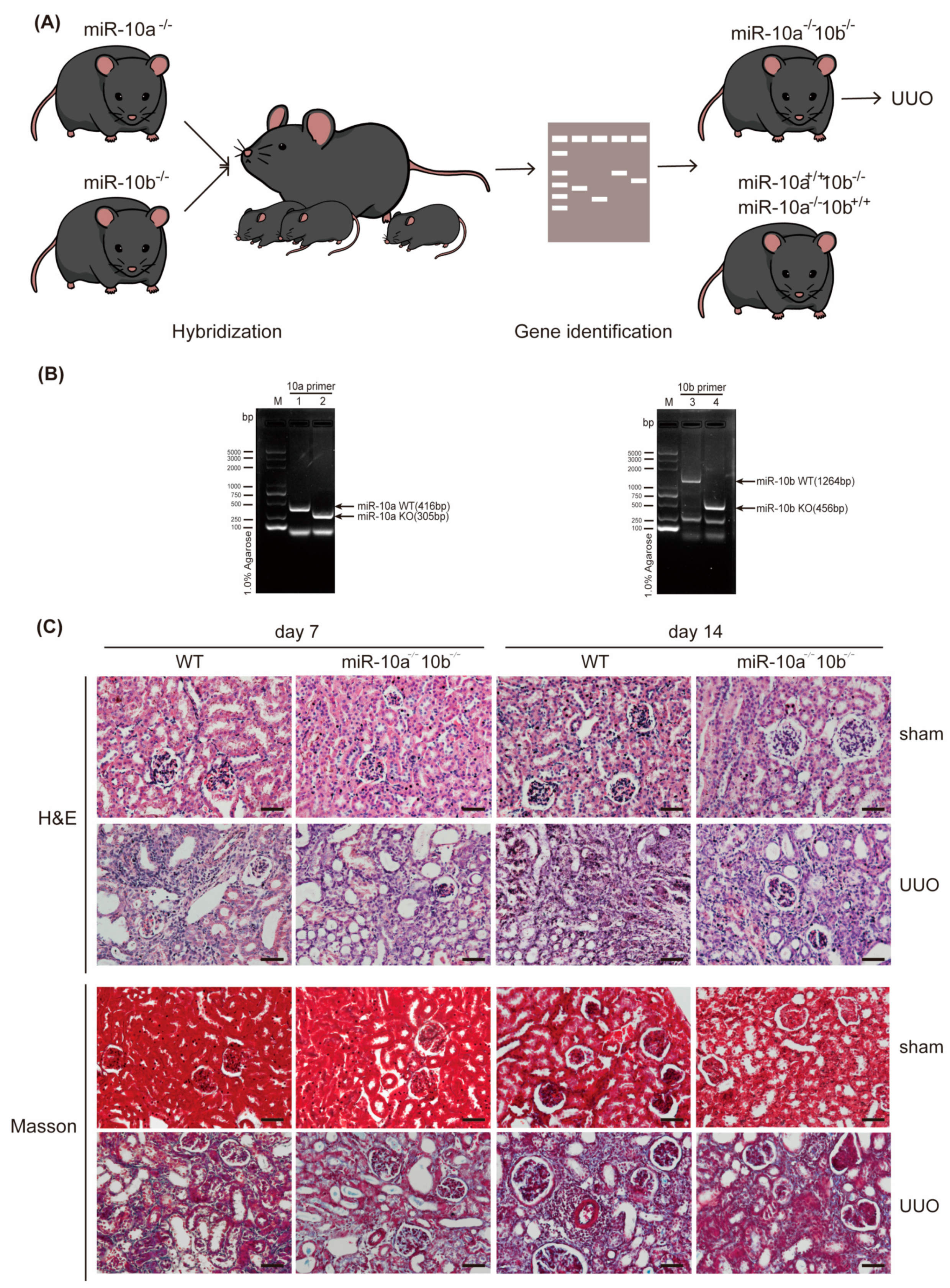 Ijms 25 05232 g002a Ijms 25 05232 g002a