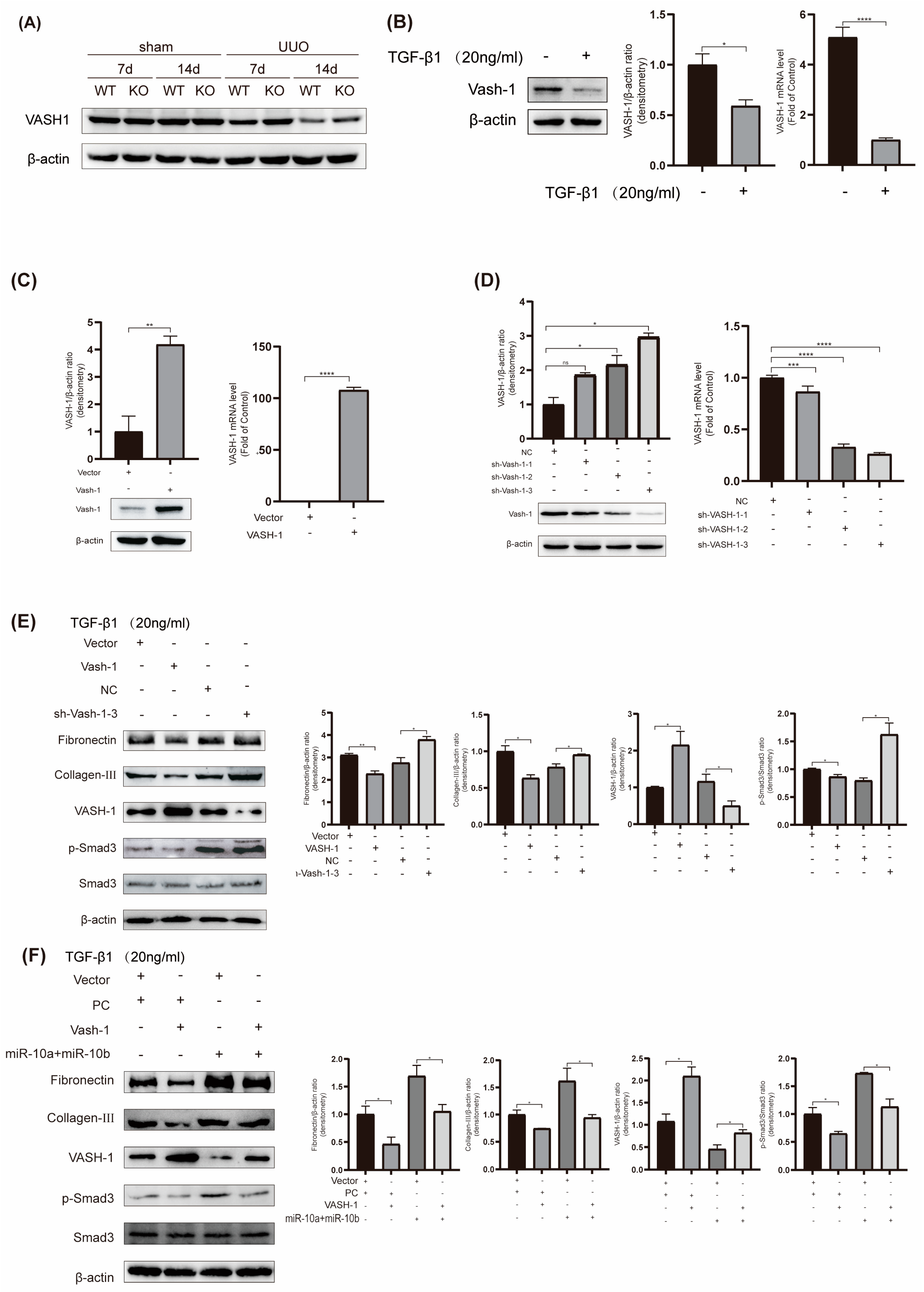 Ijms 25 05232 g005 Ijms 25 05232 g005