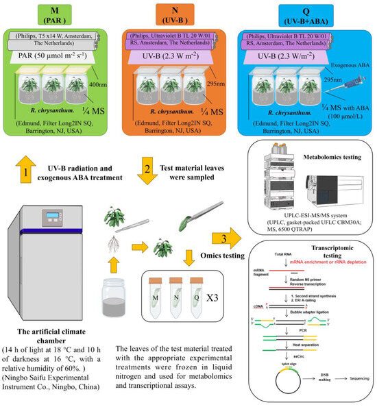 Molecular Mechanism of Exogenous ABA to Enhance UV-B