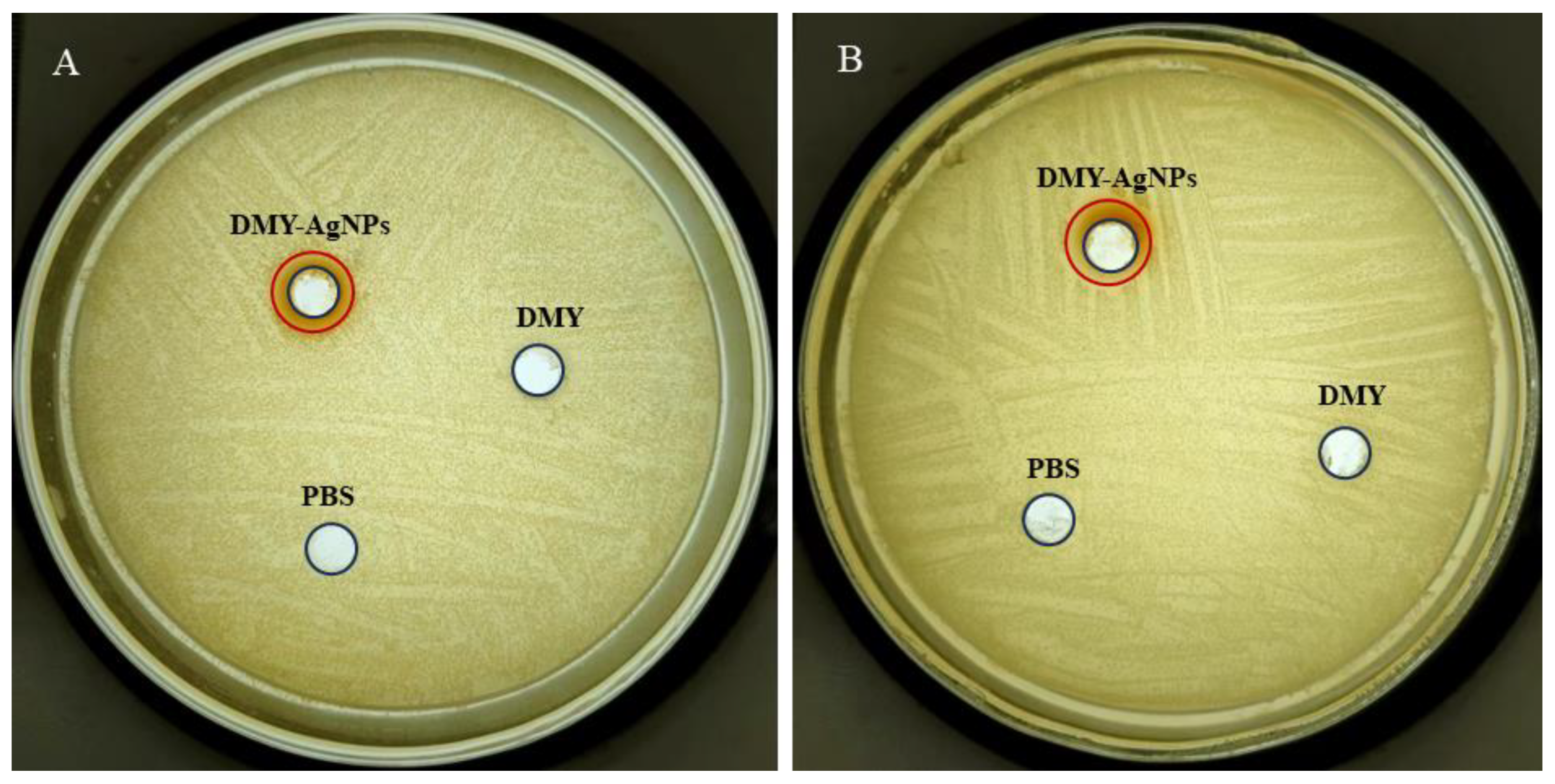 Ijms 25 05255 g003 Ijms 25 05255 g003