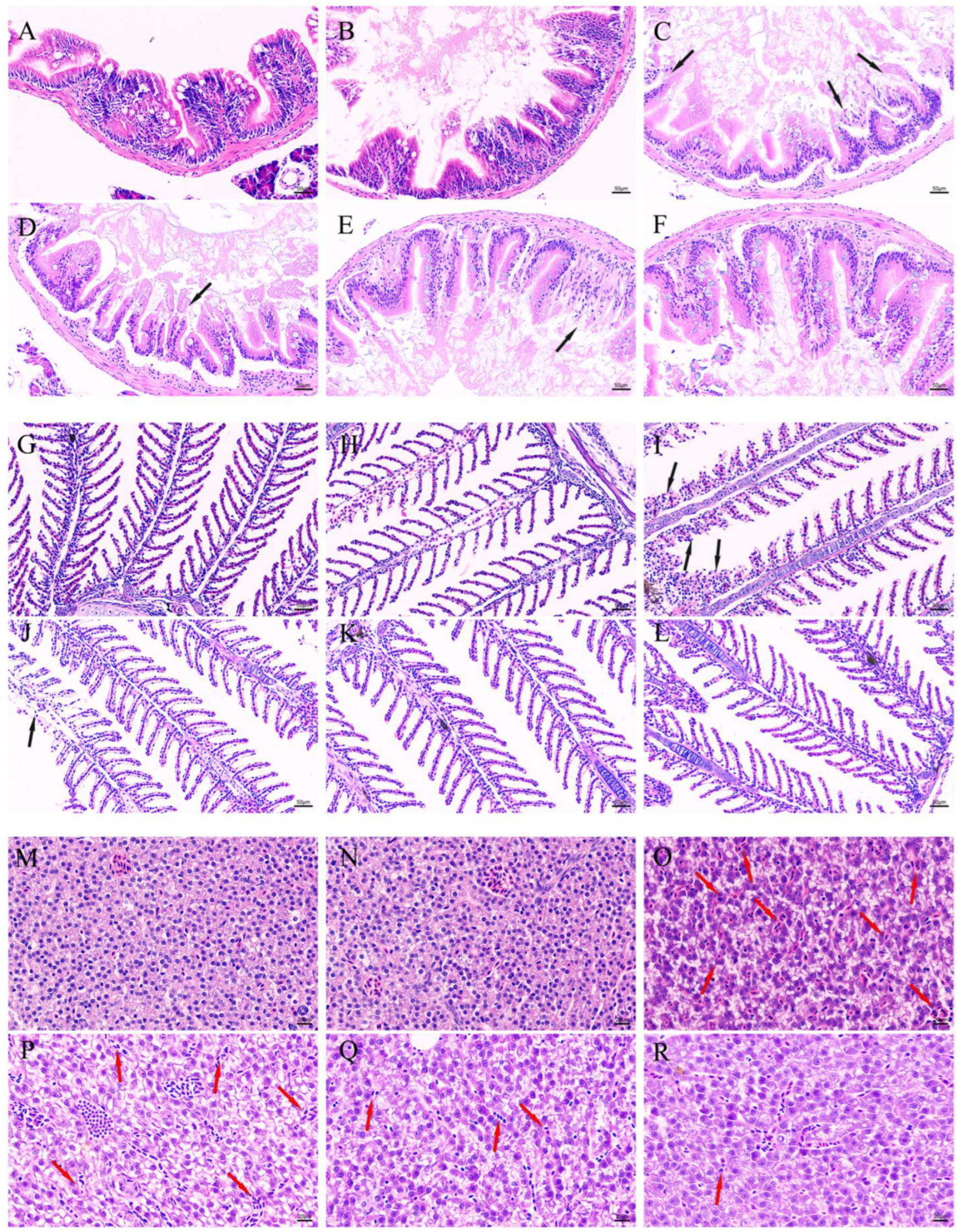 Ijms 25 05255 g005 Ijms 25 05255 g005