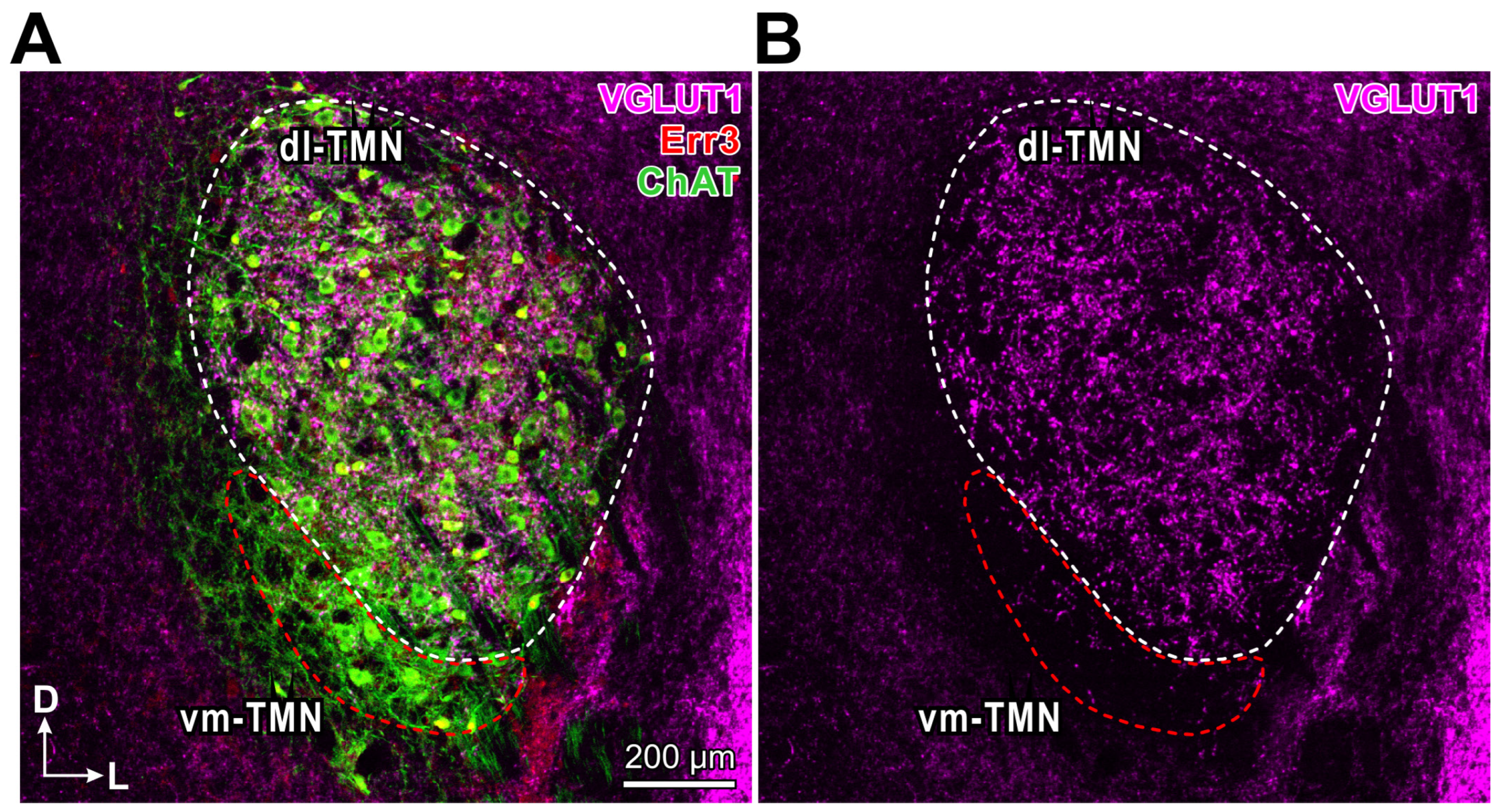 Ijms 25 05266 g001 Ijms 25 05266 g001