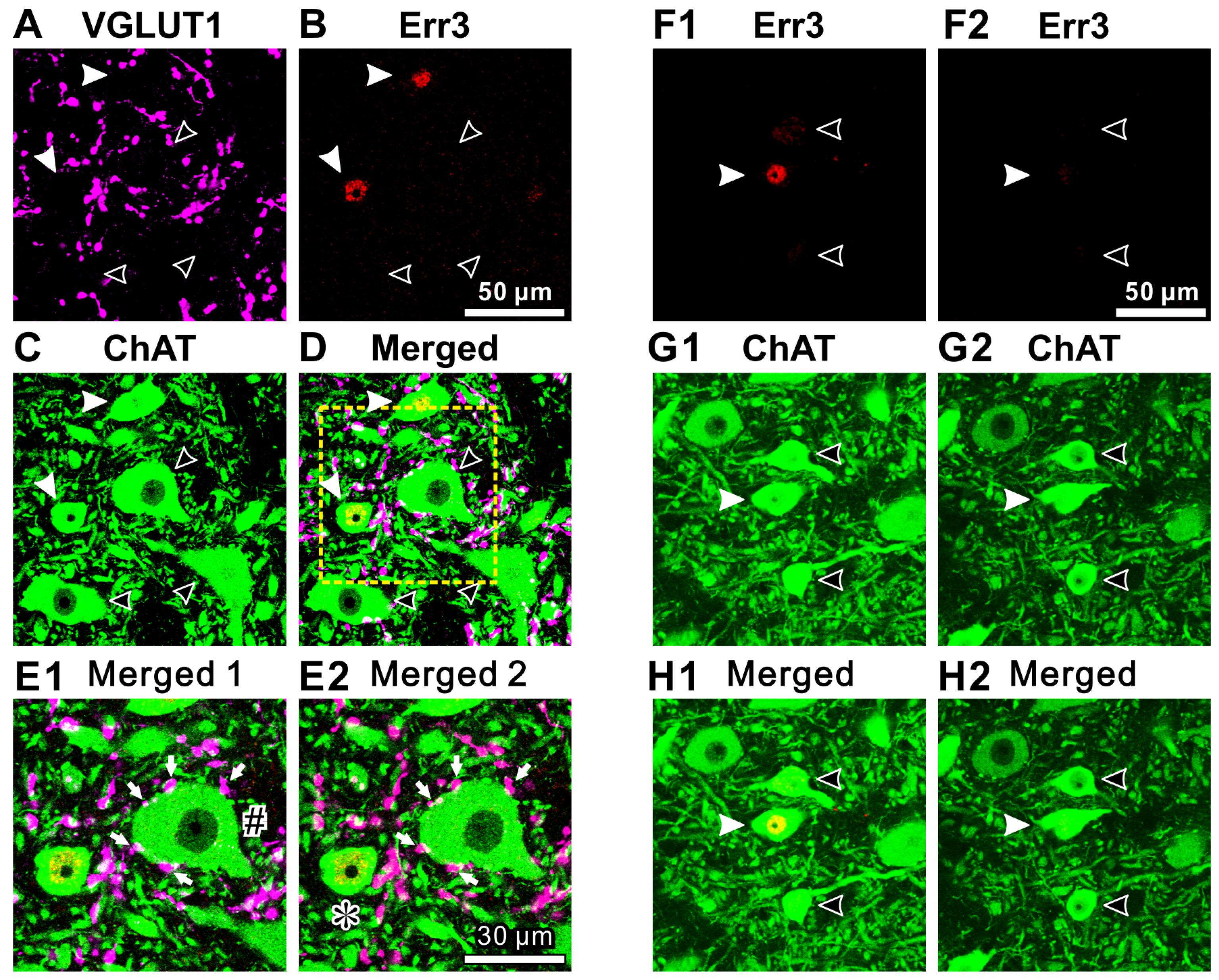 Ijms 25 05266 g002 Ijms 25 05266 g002