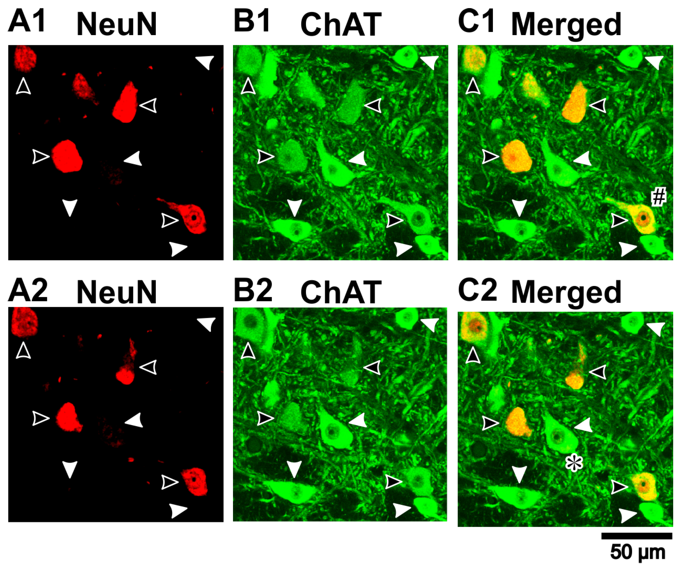 Ijms 25 05266 g003 Ijms 25 05266 g003