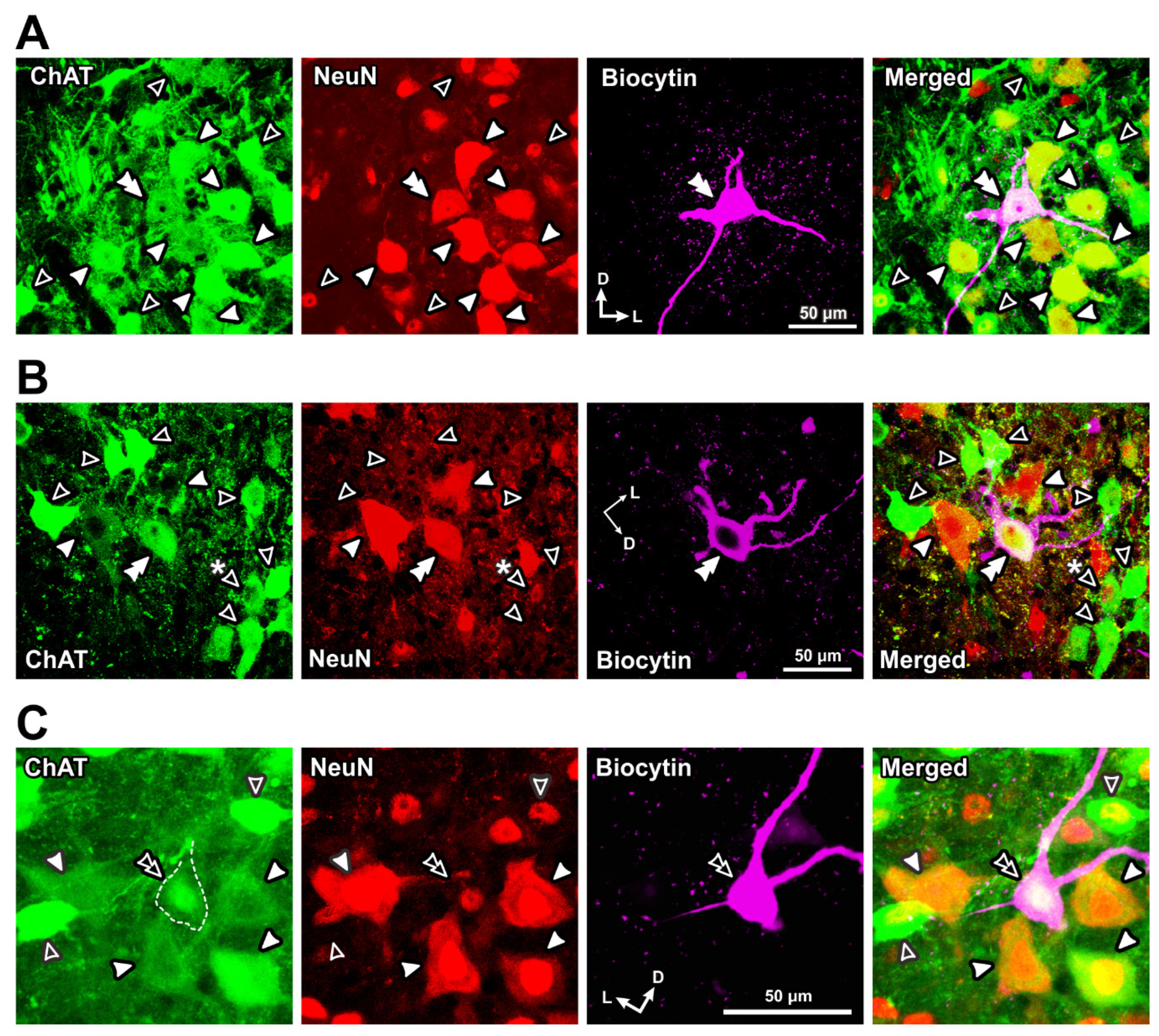 Ijms 25 05266 g005 Ijms 25 05266 g005