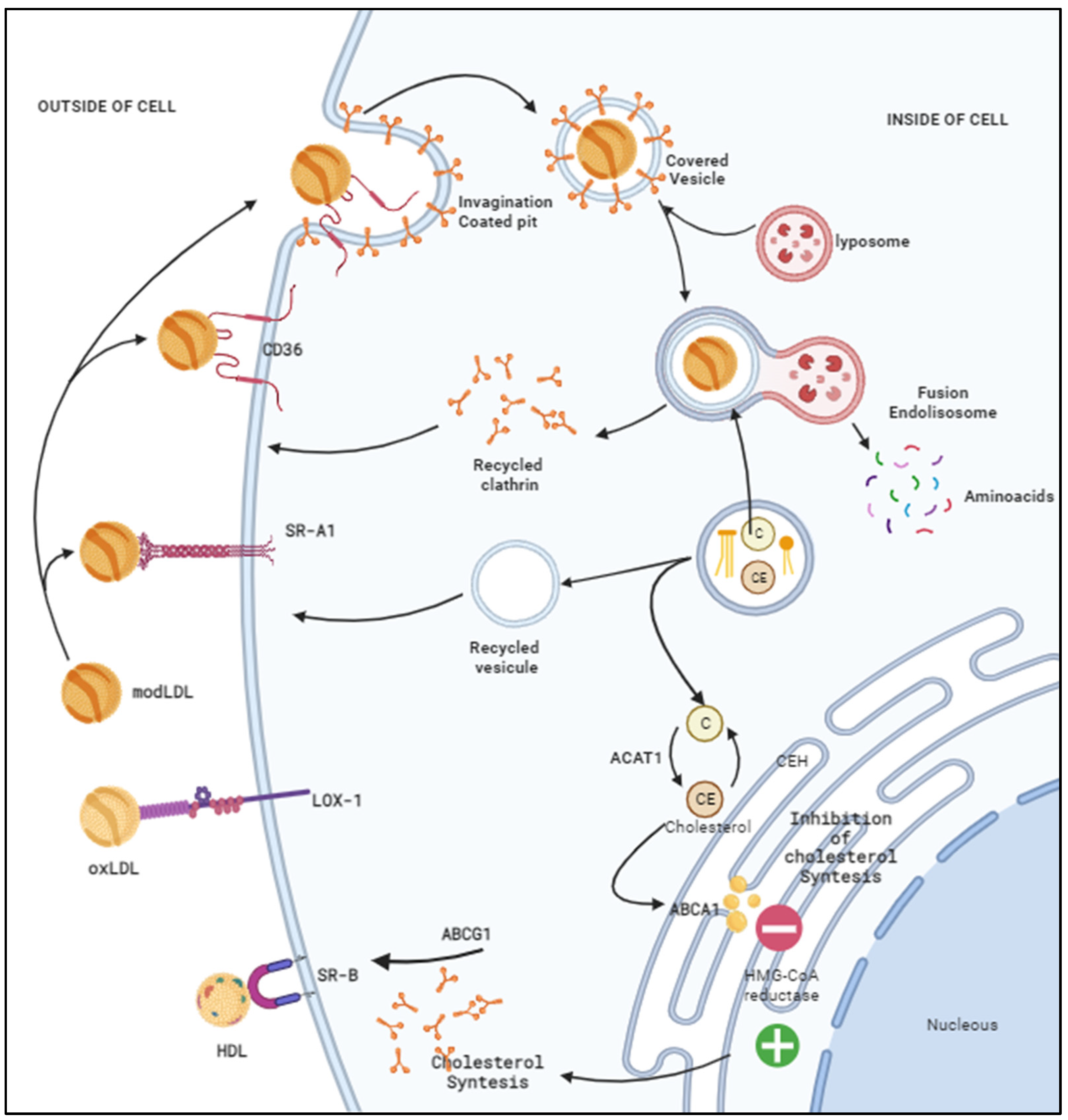 Ijms 25 05276 g002 Ijms 25 05276 g002