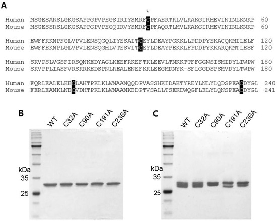 riboflavin glutathione Elemental