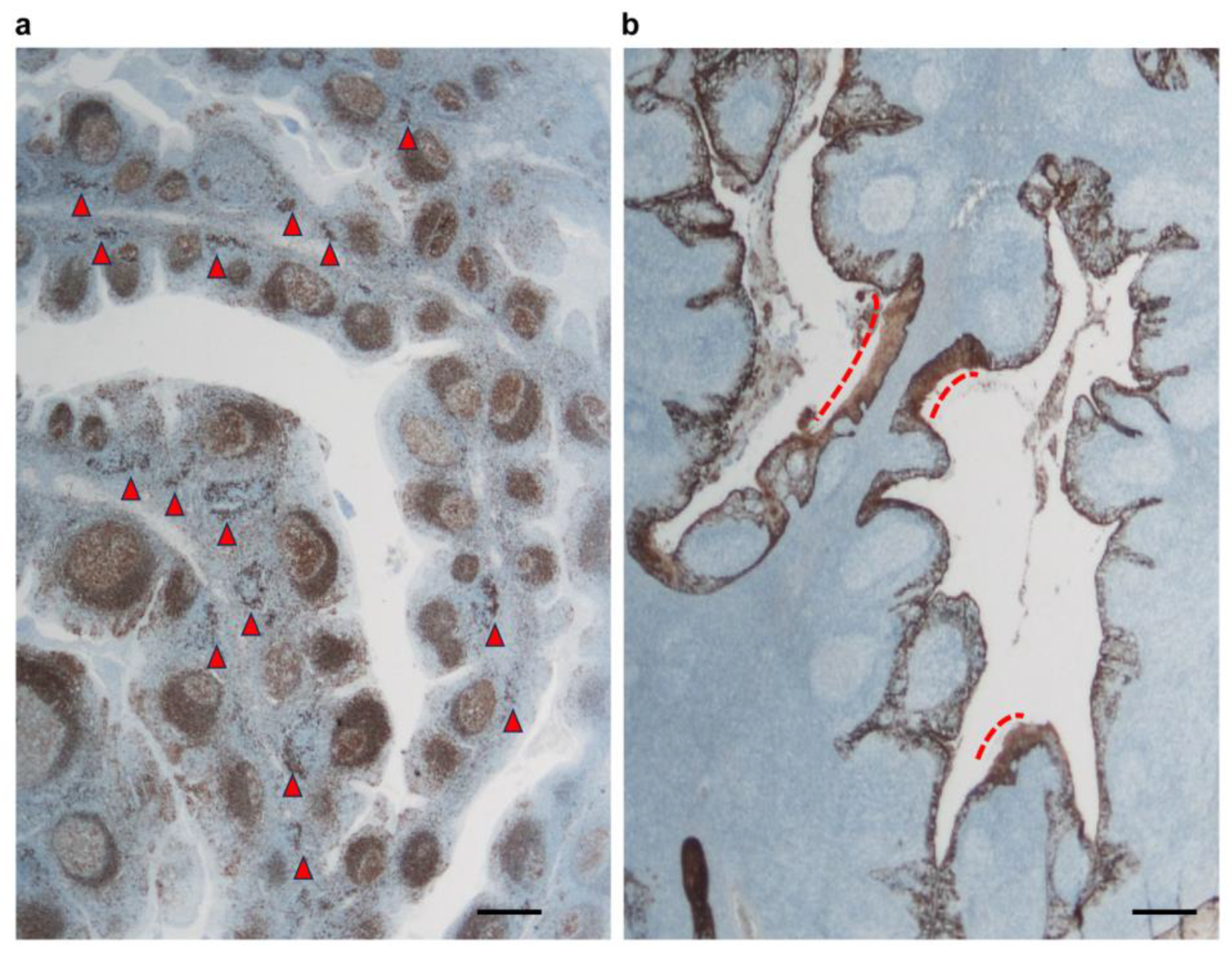 Ijms 25 05298 g008 Ijms 25 05298 g008