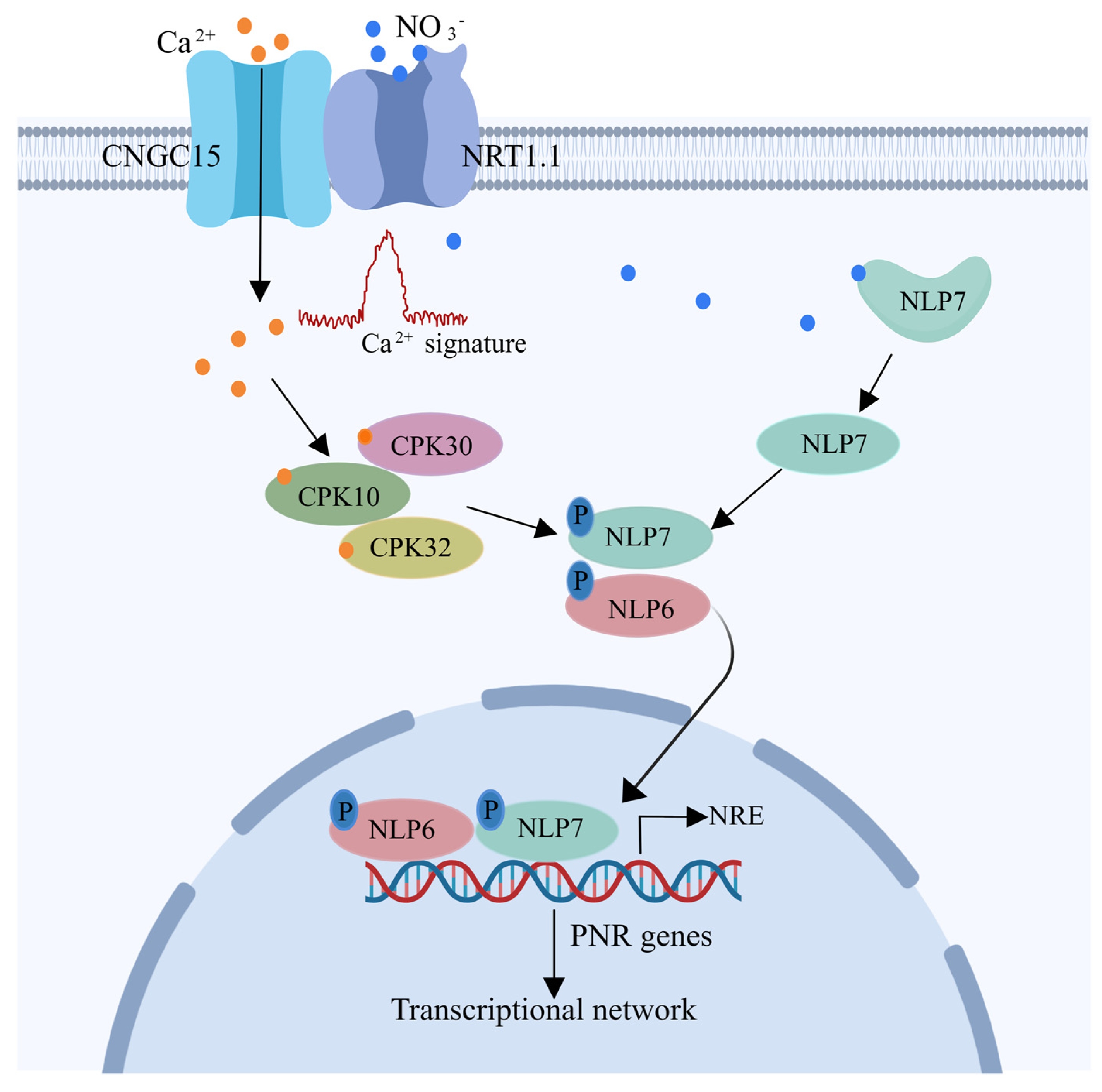 Ijms 25 05310 g001 Ijms 25 05310 g001