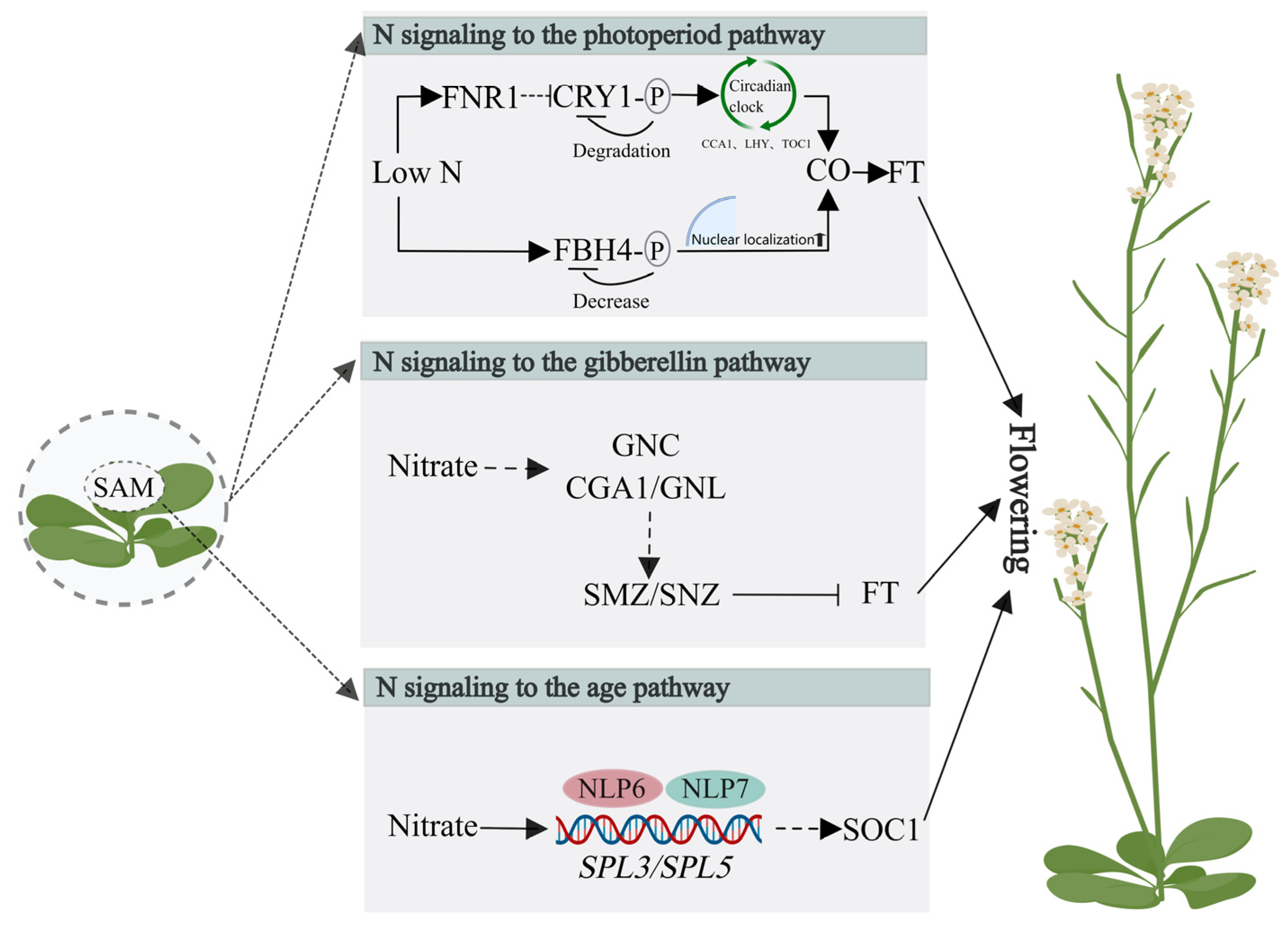 Ijms 25 05310 g002 Ijms 25 05310 g002