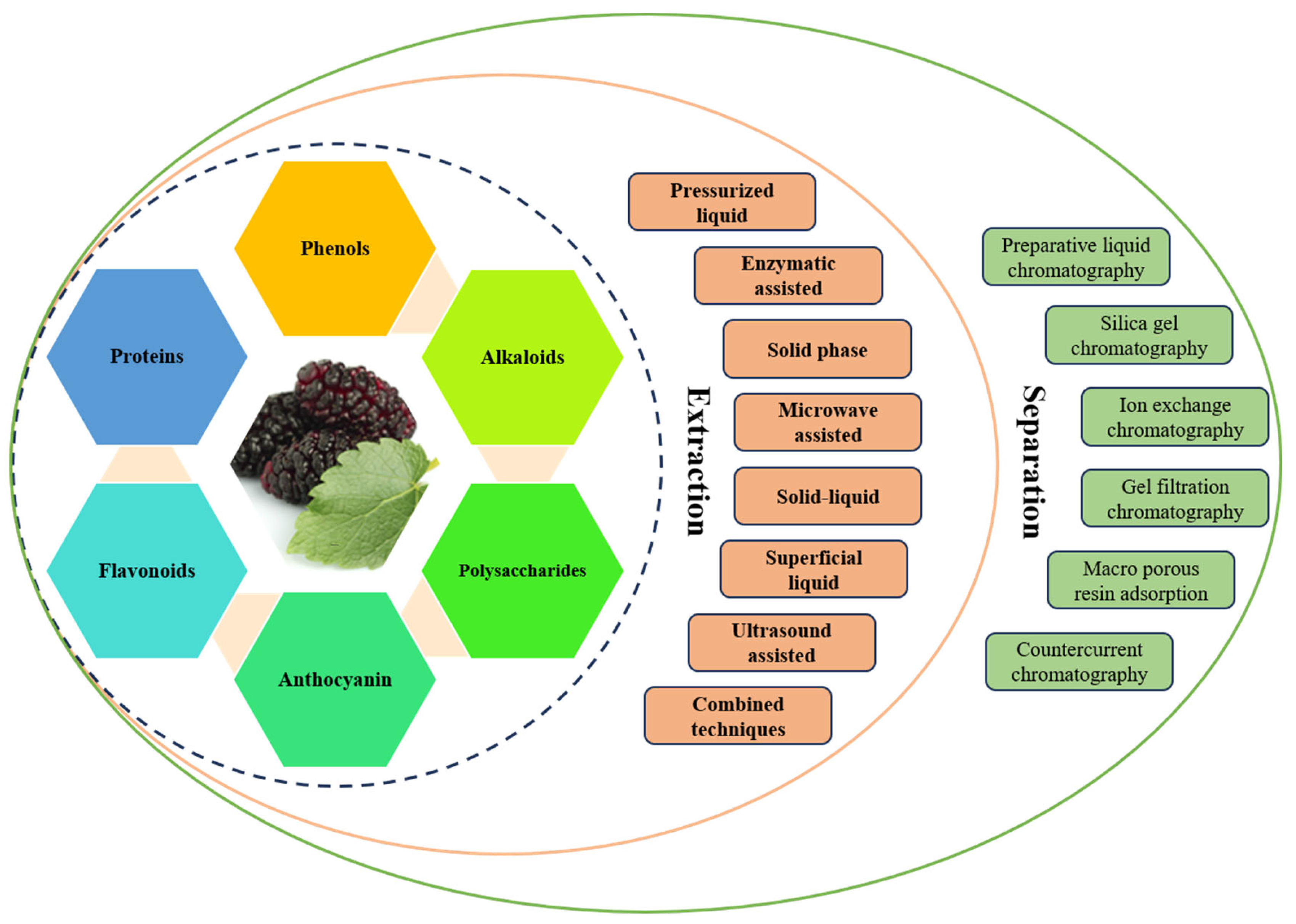The Top Mulberry Twig Efficacy and Effects (Find out why people use it for better health conditions)