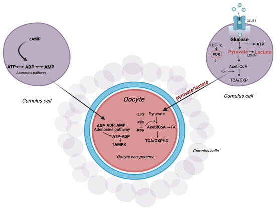adenosine and glutathione Frontiers main image 1