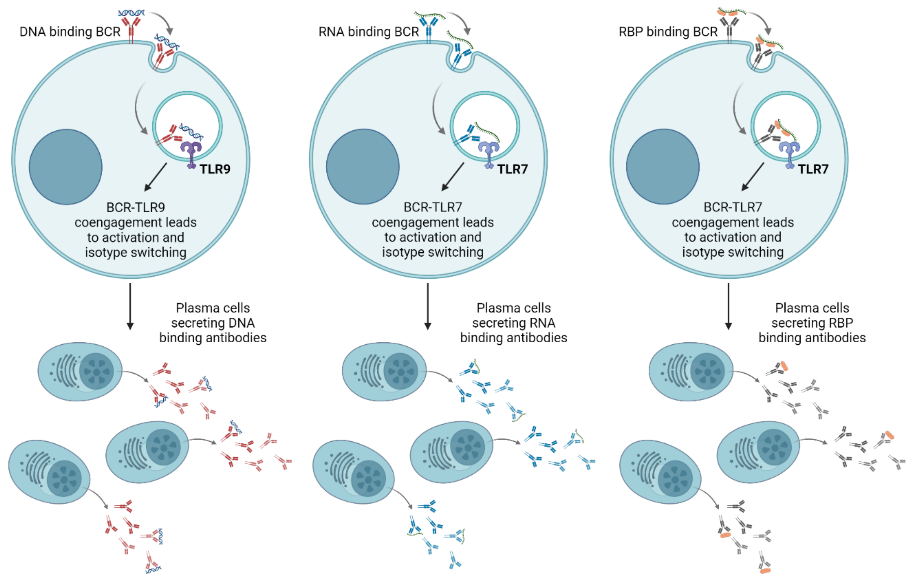 Ijms 25 05351 g003 Ijms 25 05351 g003