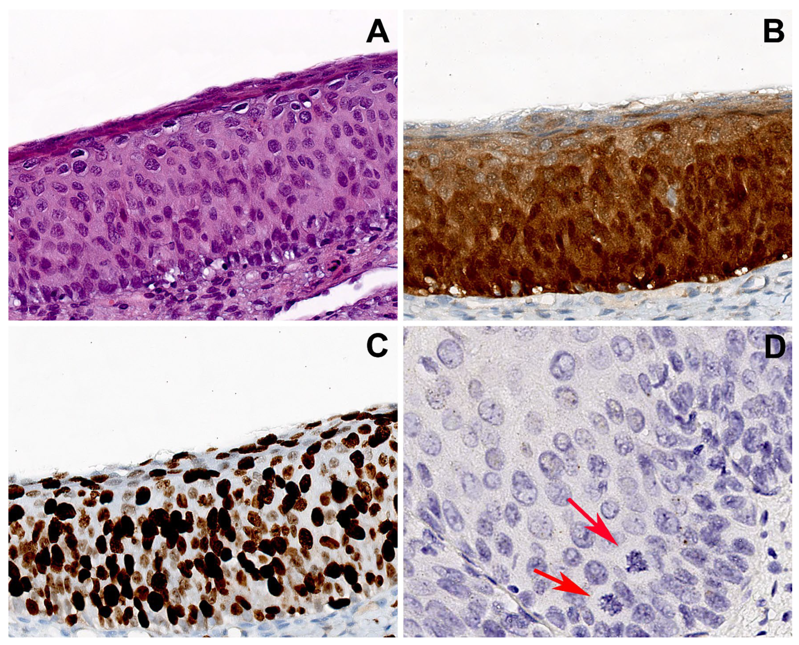 Ijms 25 05354 g003 Ijms 25 05354 g003