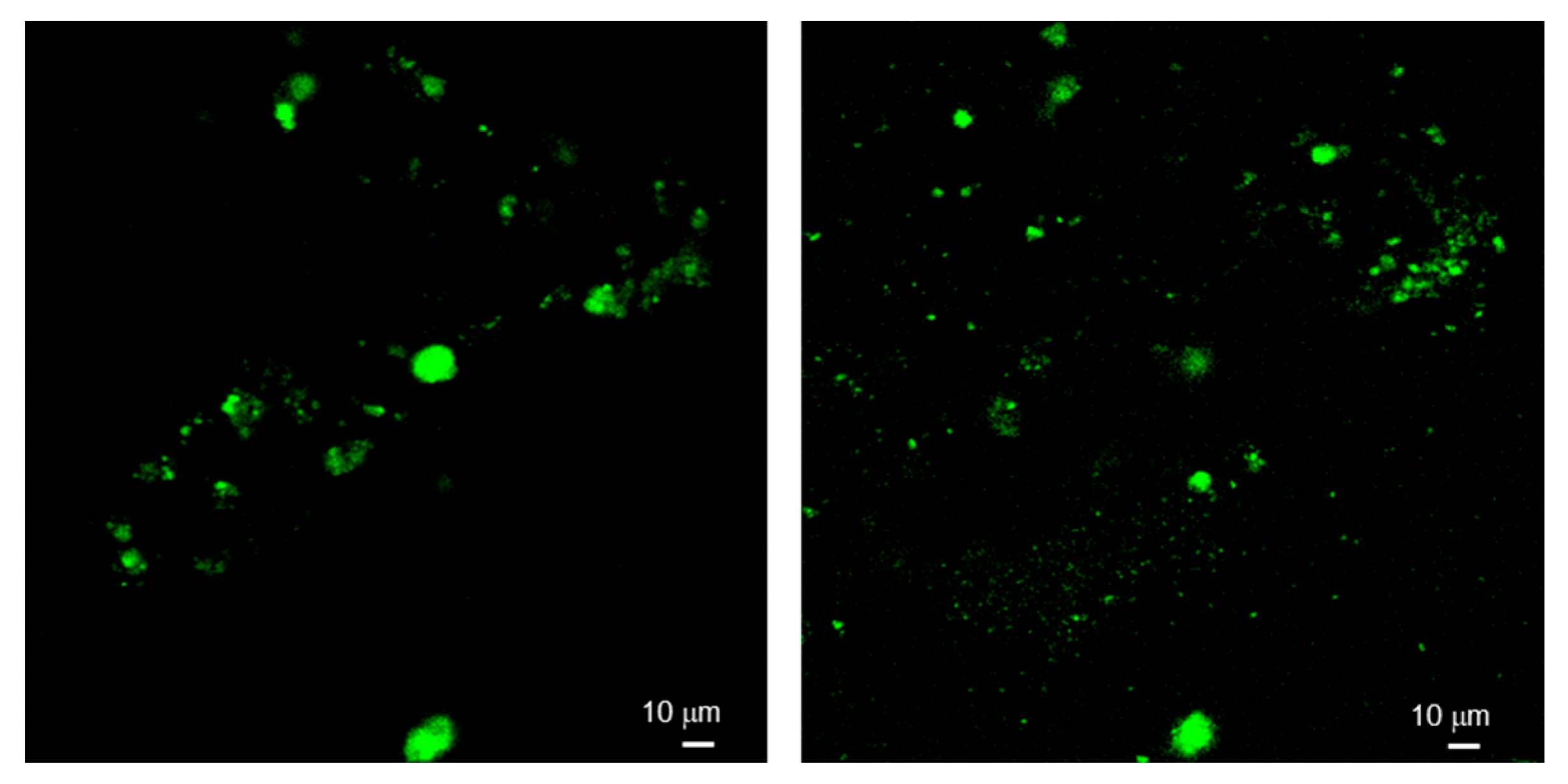 Ijms 25 05370 g009 Ijms 25 05370 g009