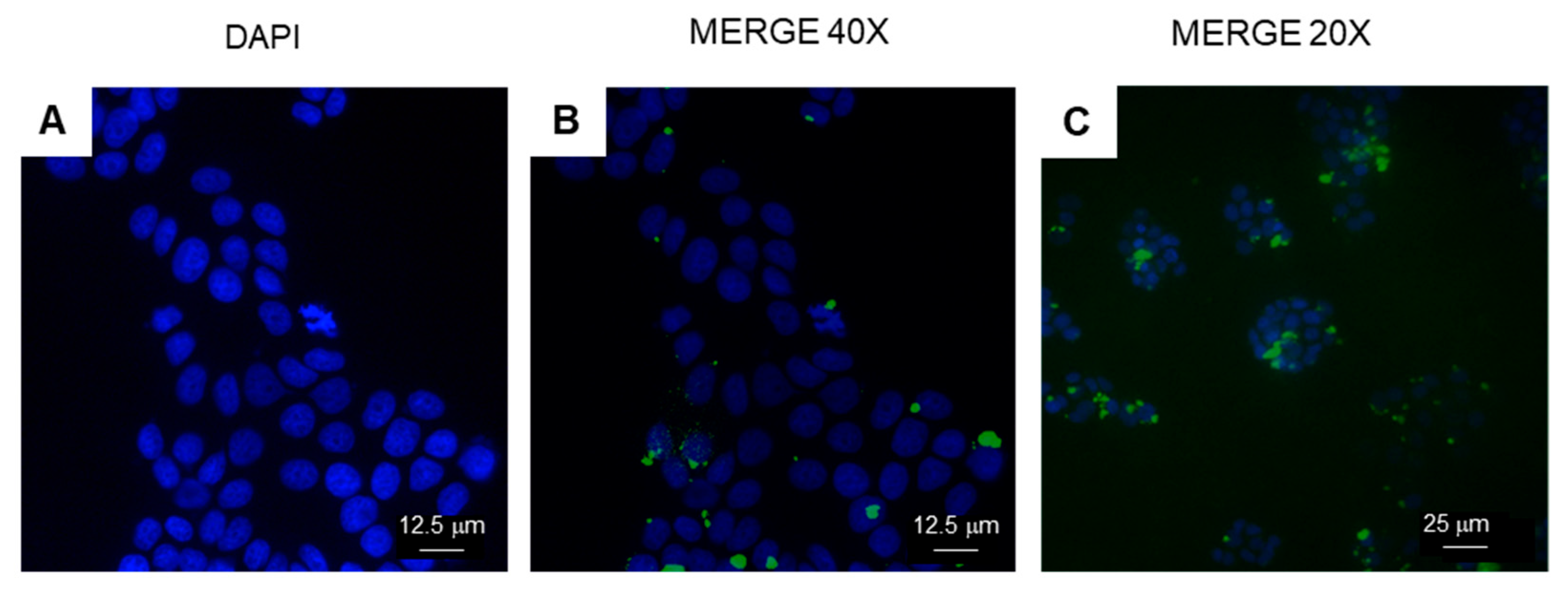 Ijms 25 05370 g010 Ijms 25 05370 g010