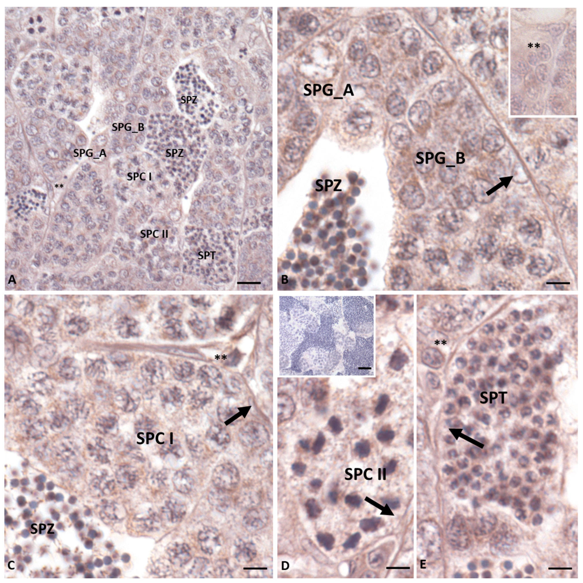 Ijms 25 05419 g003 Ijms 25 05419 g003