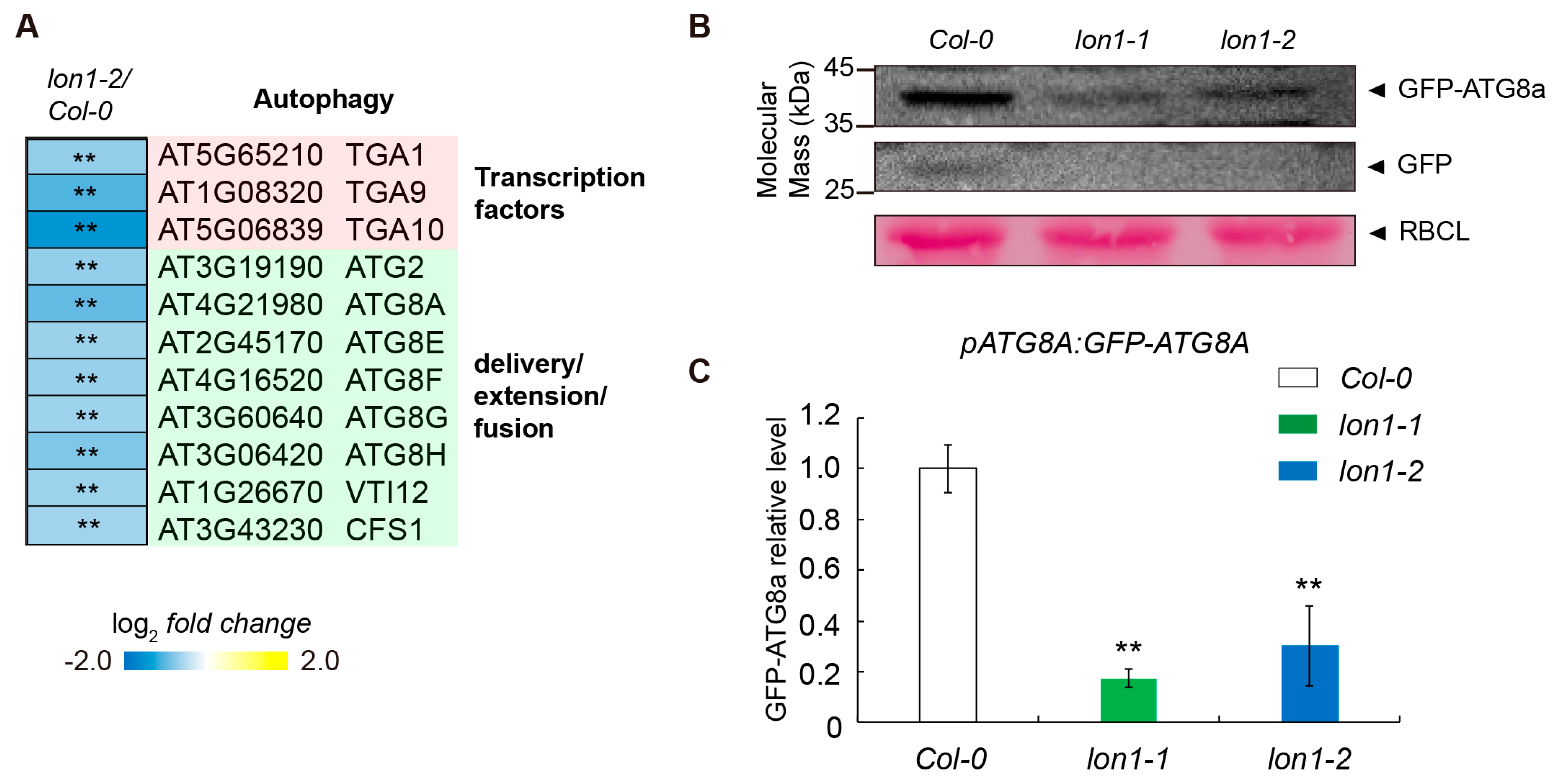 Ijms 25 05425 g001 Ijms 25 05425 g001