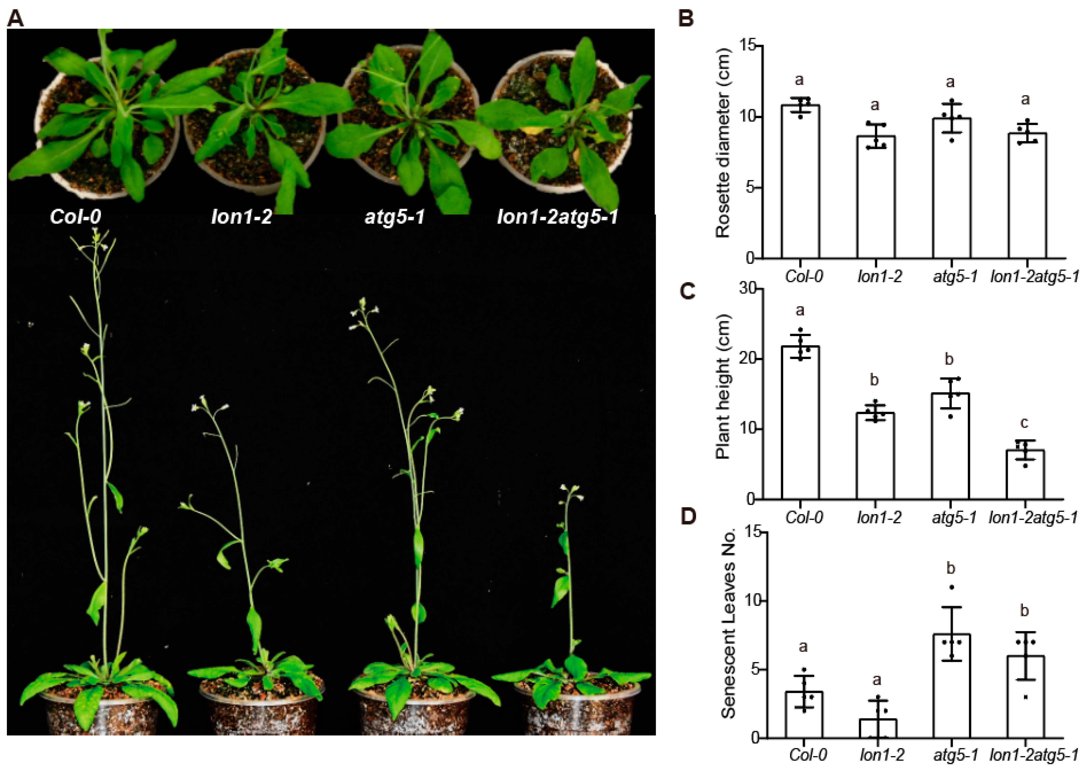 Ijms 25 05425 g004 Ijms 25 05425 g004