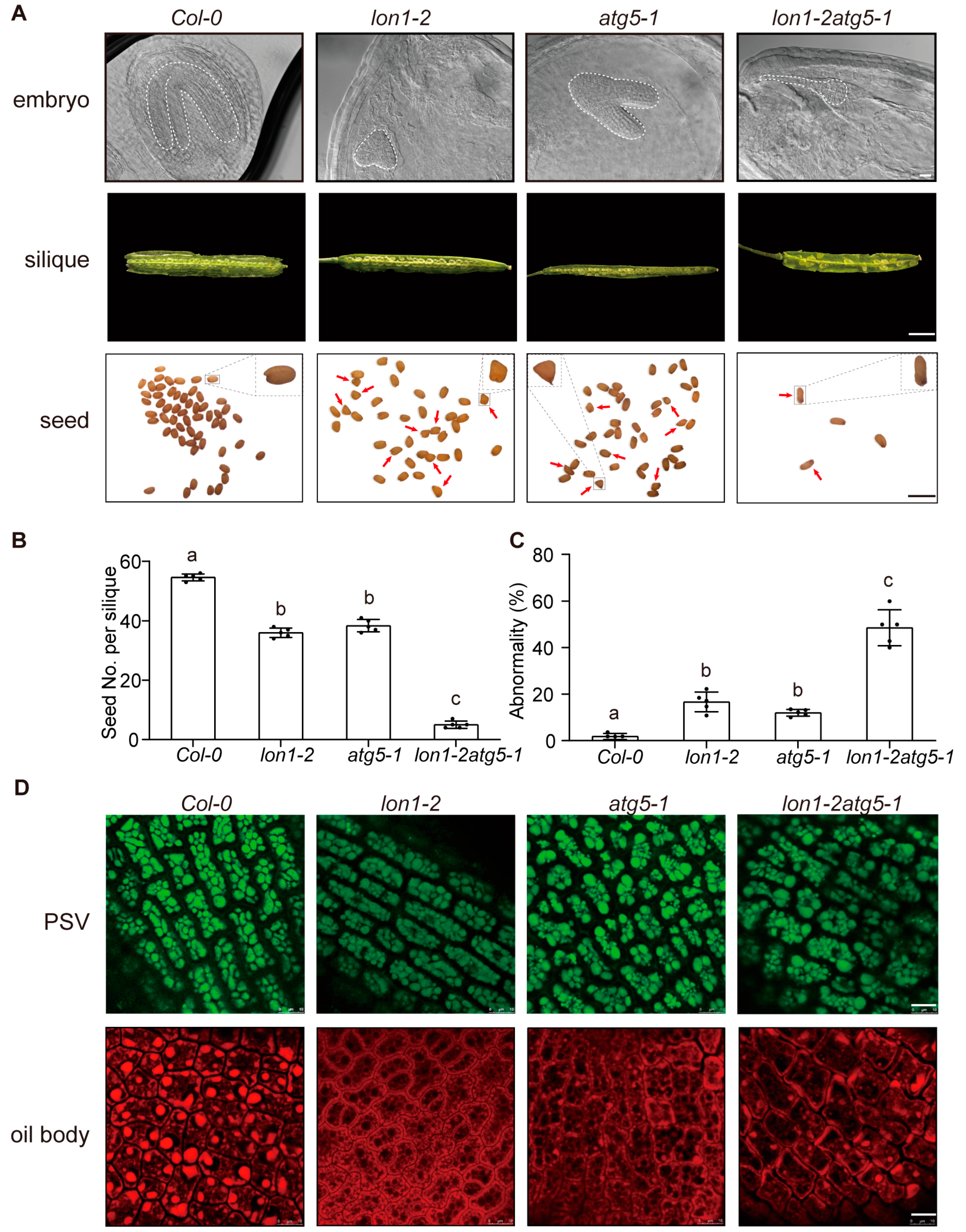 Ijms 25 05425 g005 Ijms 25 05425 g005