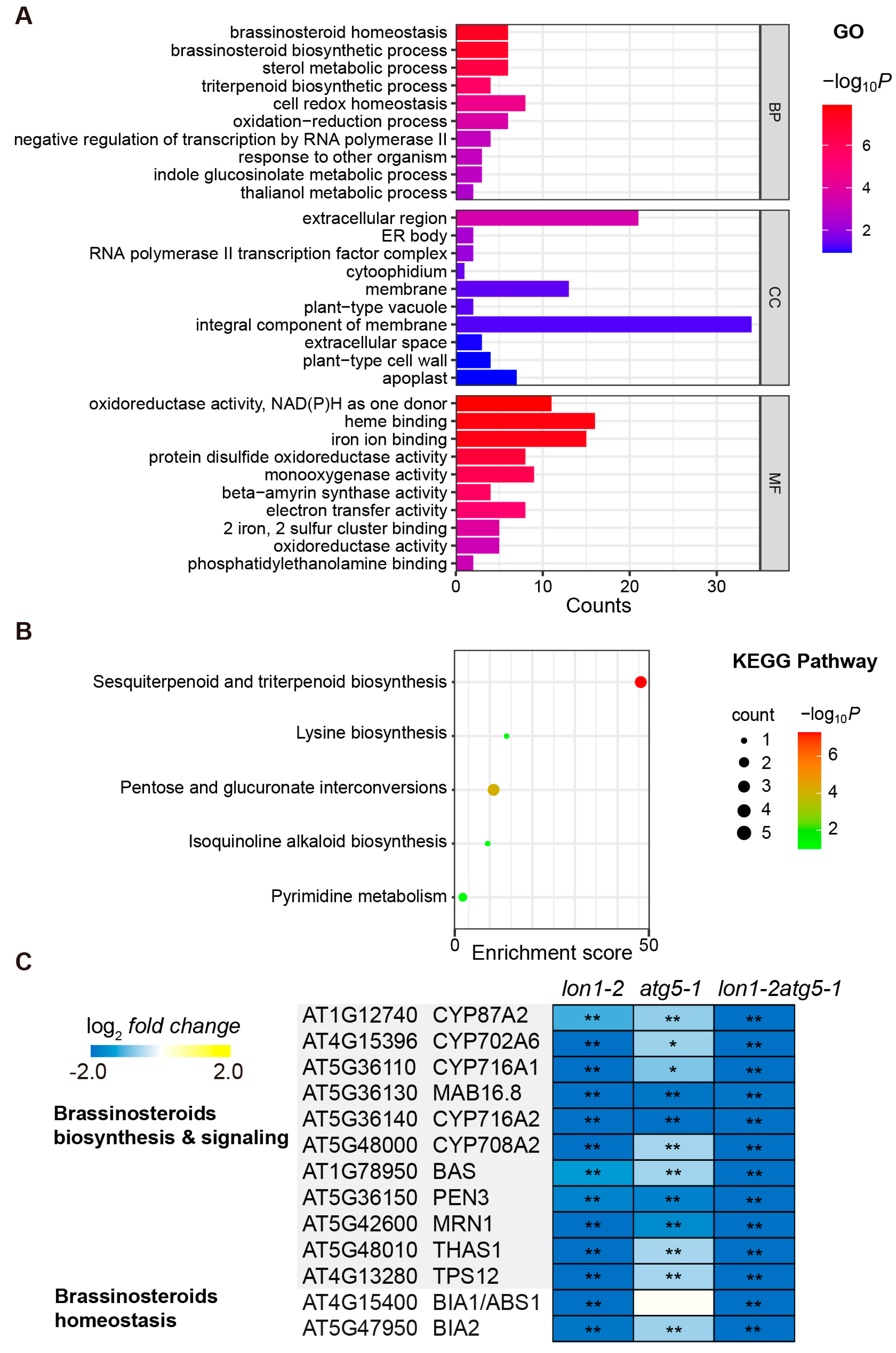 Ijms 25 05425 g006 Ijms 25 05425 g006