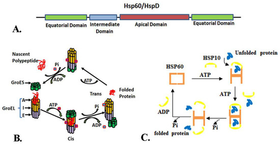 Molecular Chaperonin HSP60: Current Understanding and Future