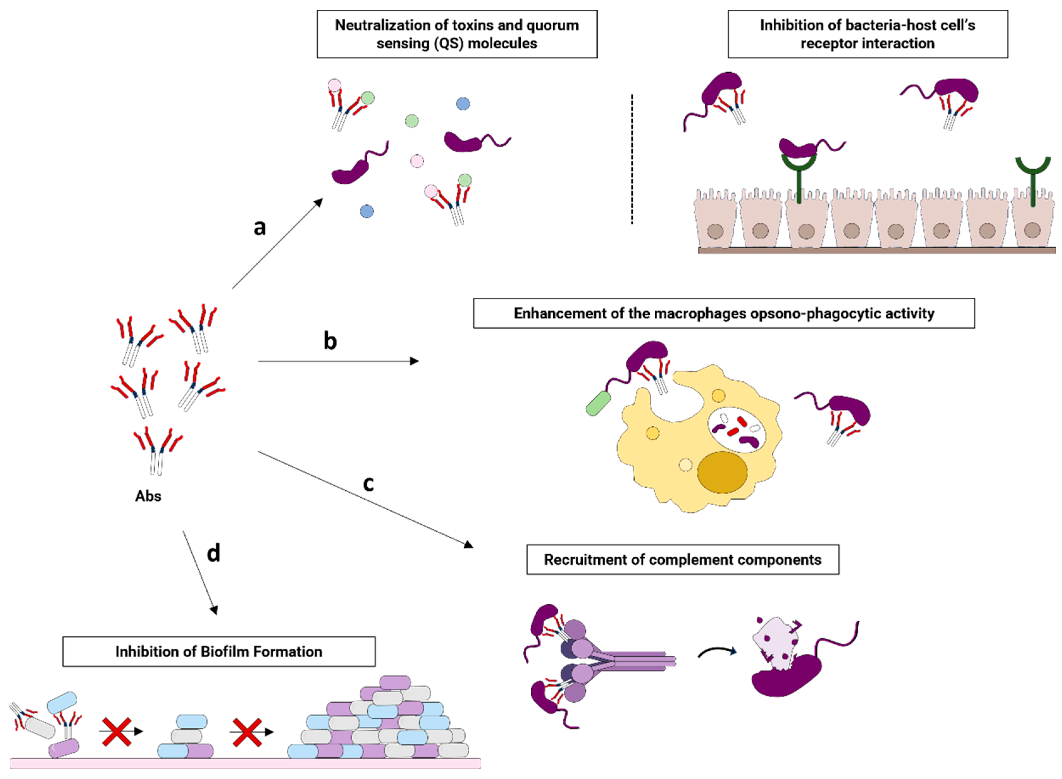 Ijms 25 05487 g004 Ijms 25 05487 g004