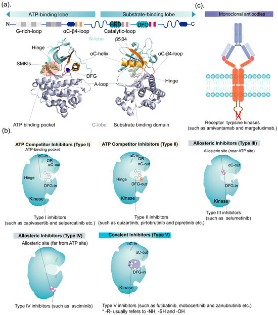 Kinase Inhibitors and Kinase-Targeted Cancer Therapies: Recent