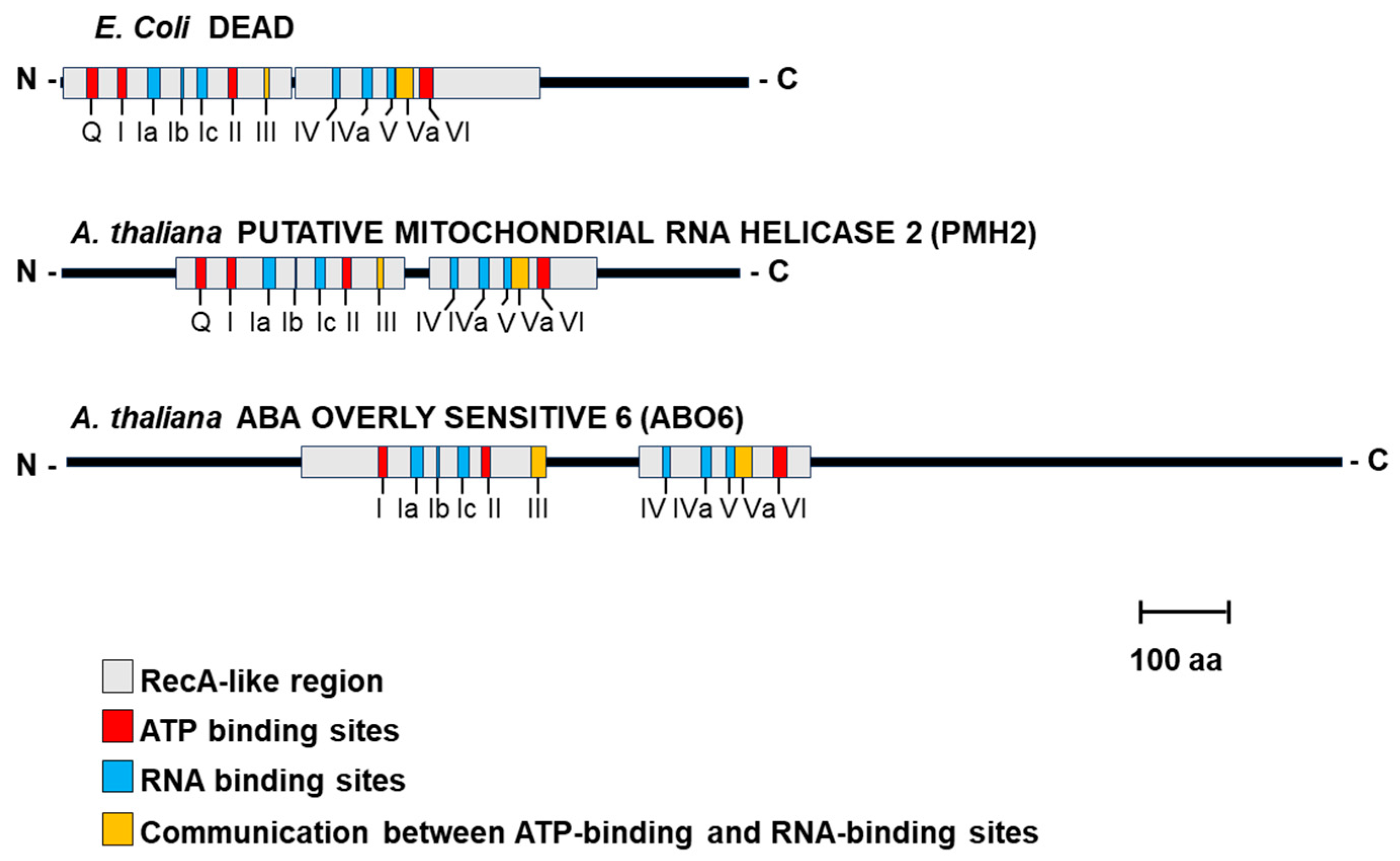 Ijms 25 05502 g001 Ijms 25 05502 g001