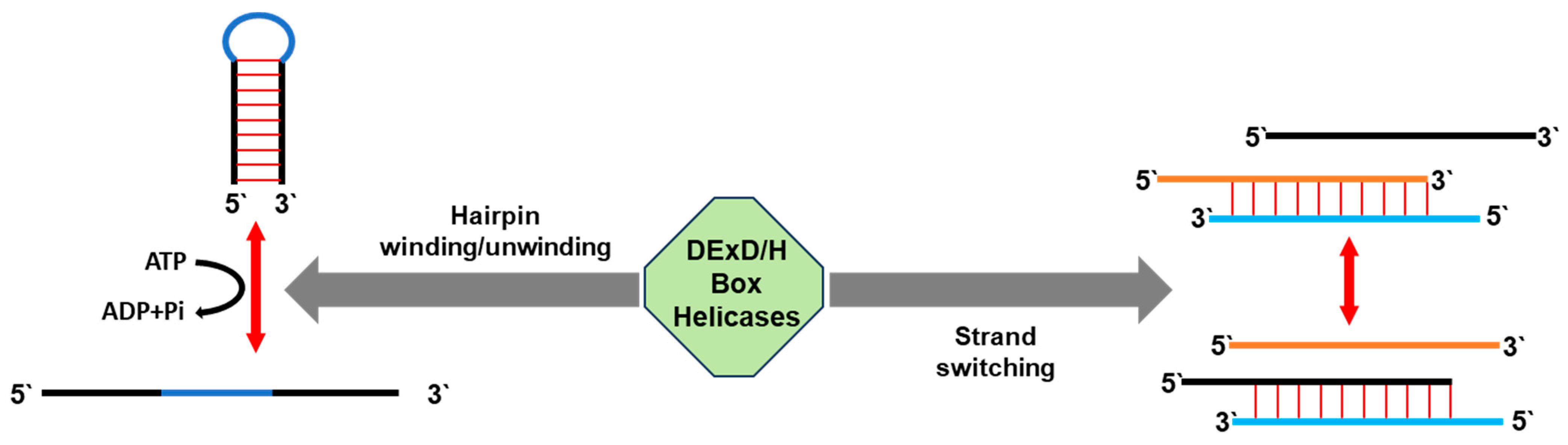 Ijms 25 05502 g002 Ijms 25 05502 g002