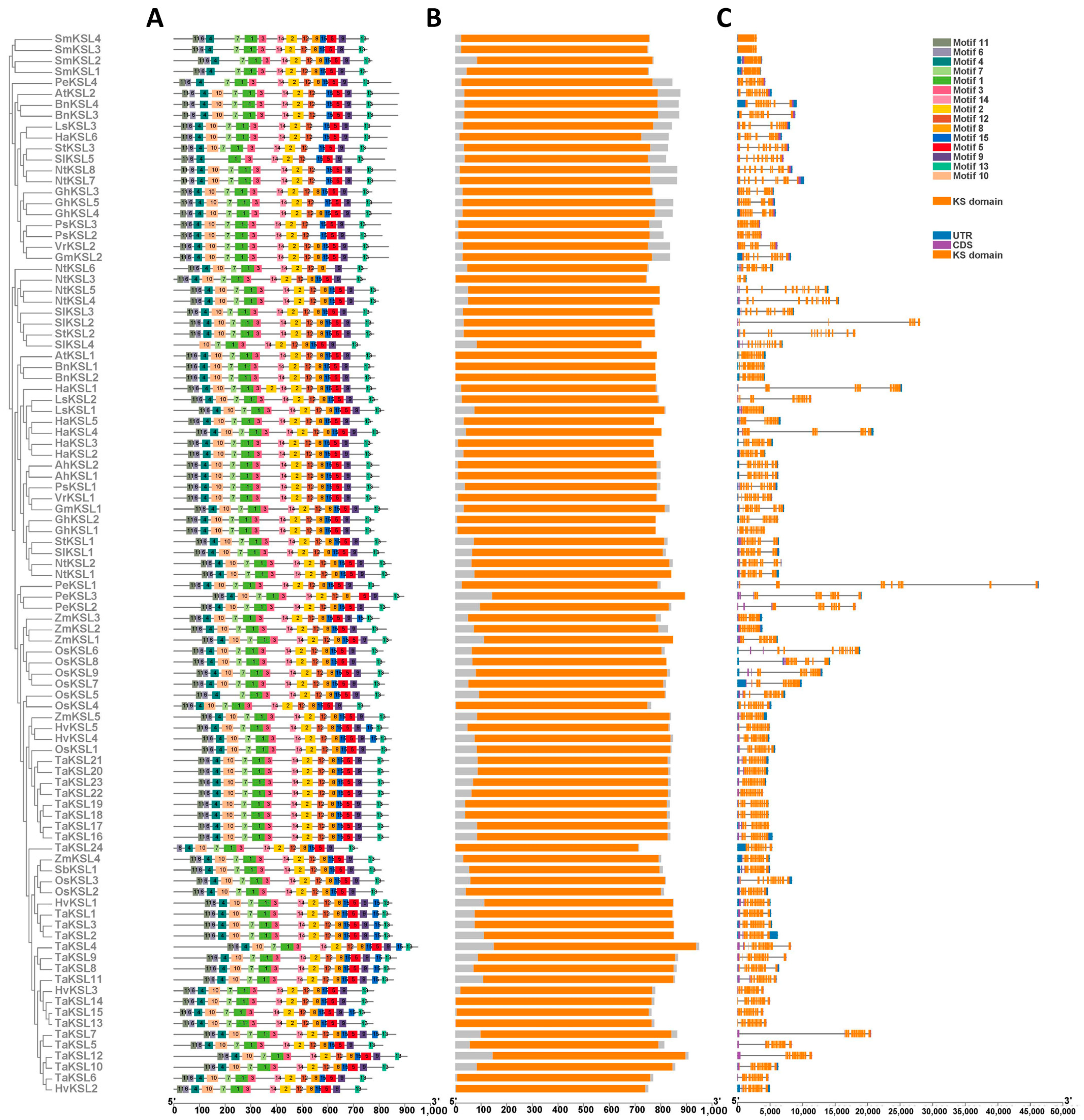 moral Genome-Wide Identification and Expression Analysis of ent