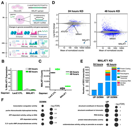 The Long Non-Coding RNA MALAT1 Modulates NR4A1 Expression through a ...