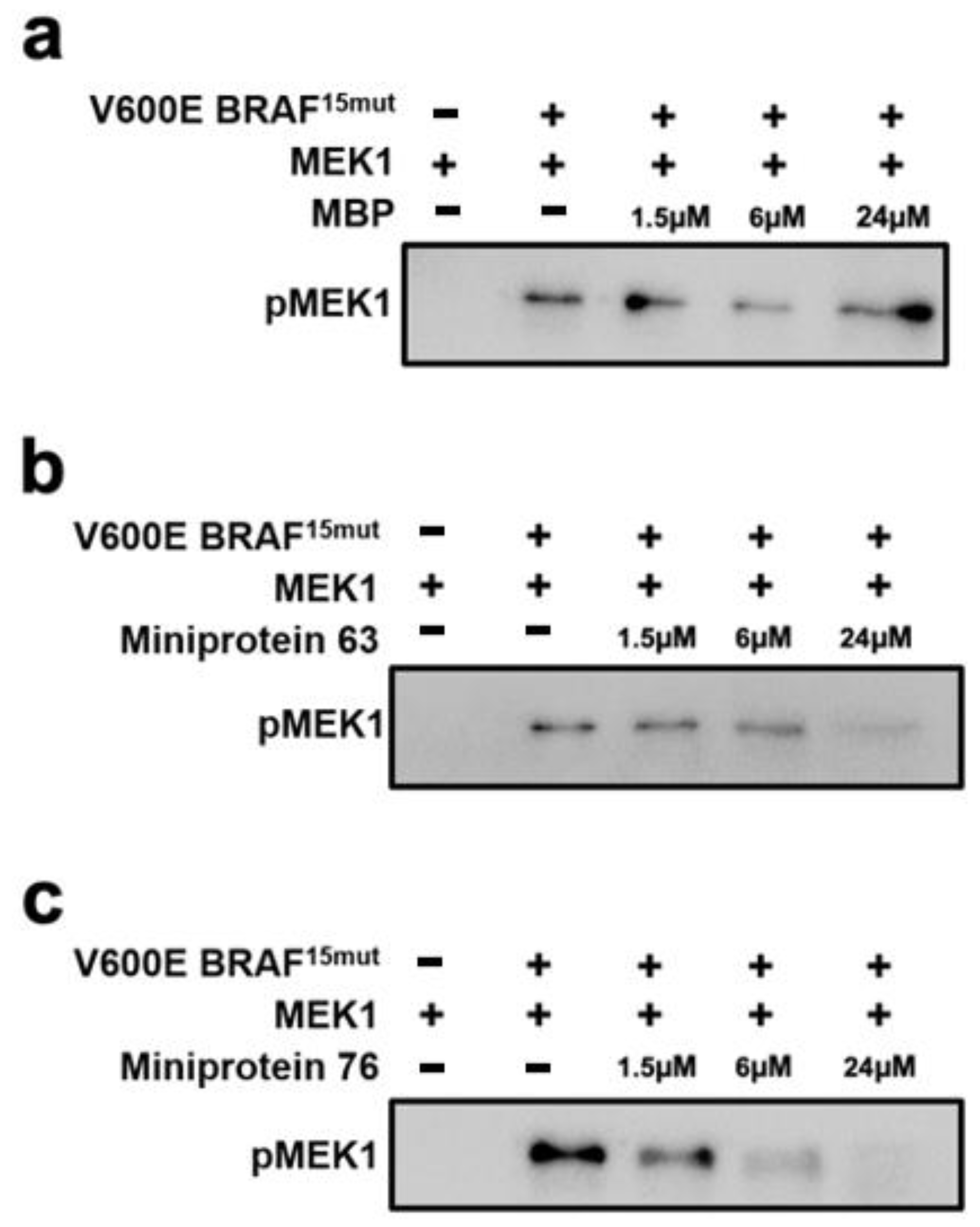 Ijms 25 05535 g006 Ijms 25 05535 g006