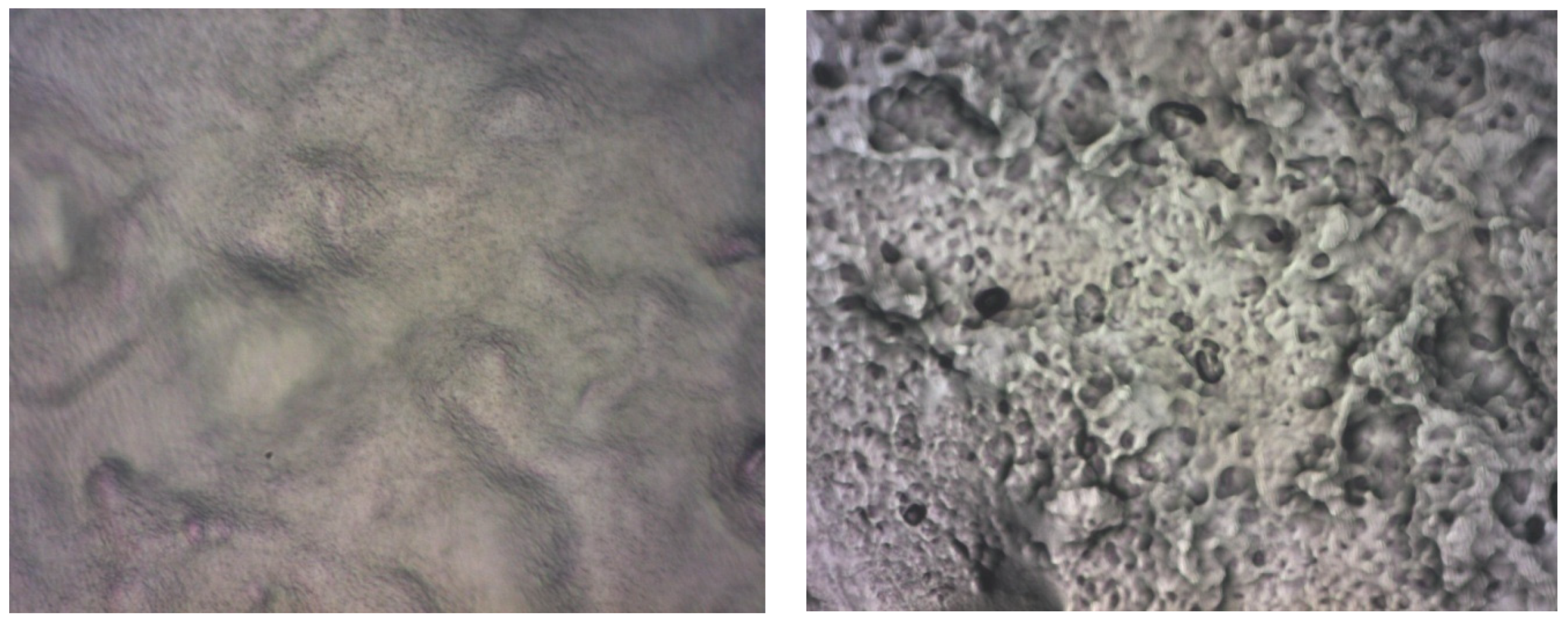 Ijms 25 05552 g006 Ijms 25 05552 g006