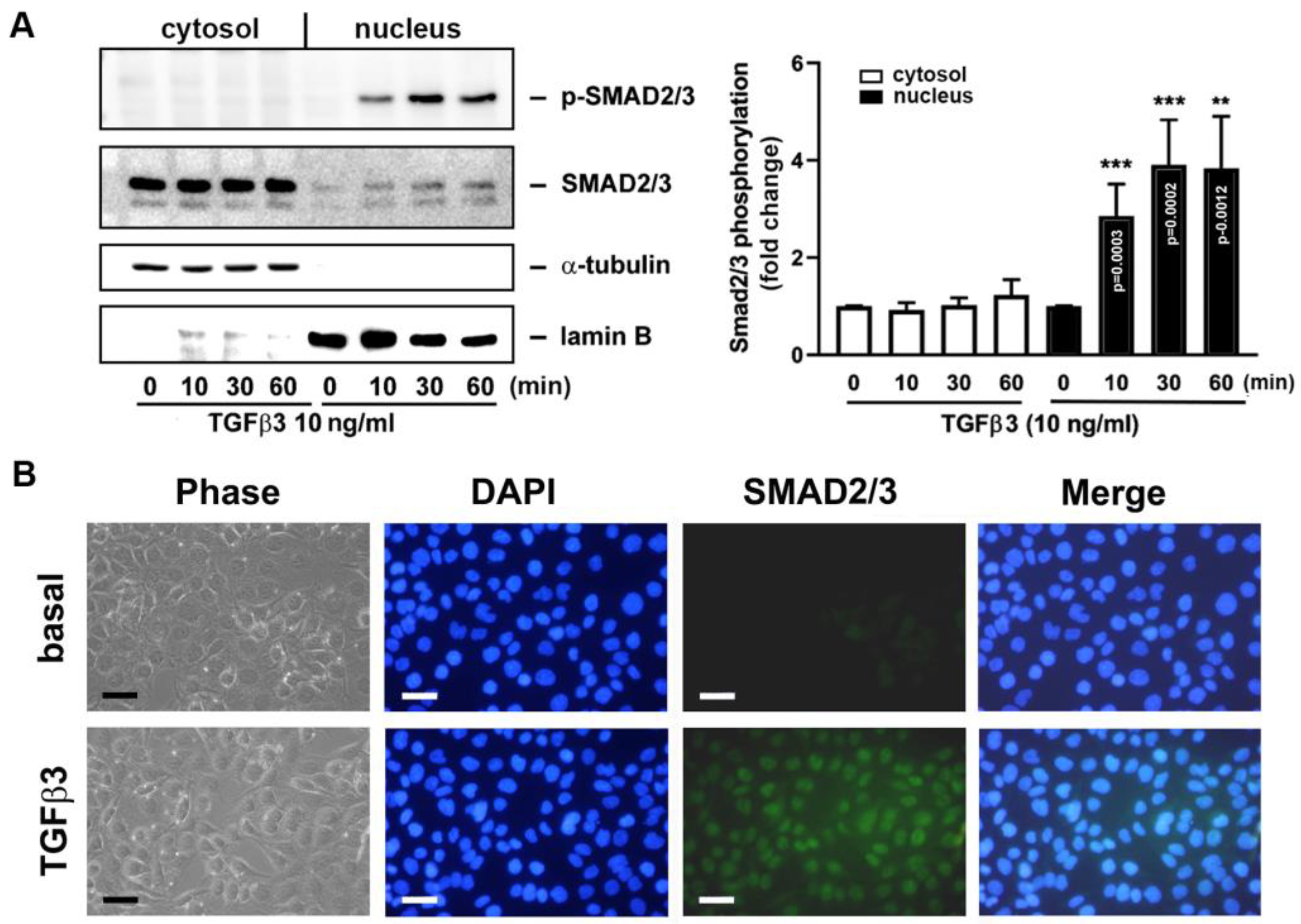Ijms 25 05558 g006 Ijms 25 05558 g006