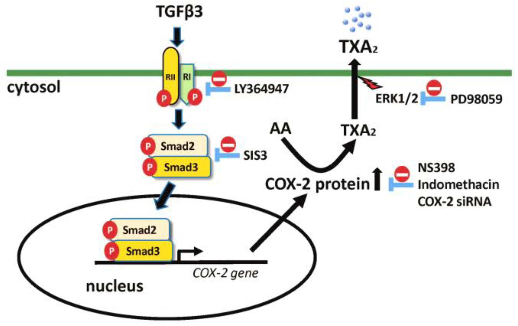 Ijms 25 05558 g008 Ijms 25 05558 g008