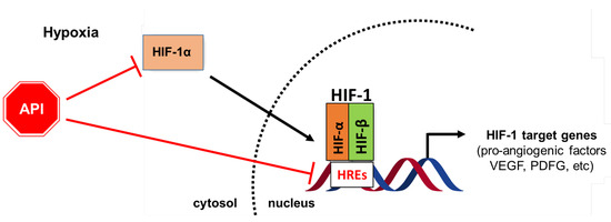 愛用 Mechanisms Molecular Apigenin: and Potential Therapeutic トップス