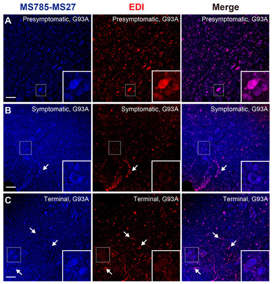 MS785-MS27 Reactive Misfolded/Non-Native Zn-Deficient SOD1 Species