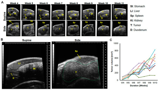 Identifying the Morphological and Molecular Features of a