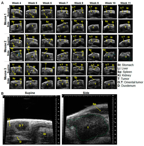 Identifying the Morphological and Molecular Features of a