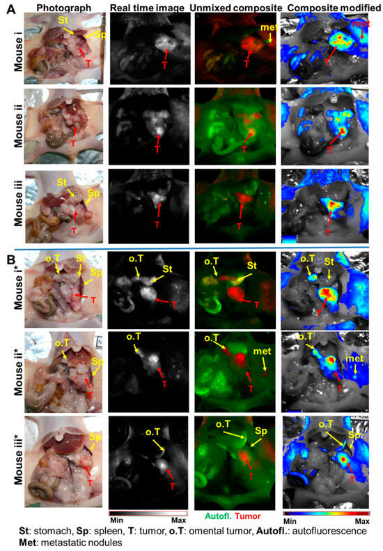 Identifying the Morphological and Molecular Features of a