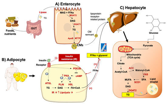 Metabolic Dysfunction–Associated Steatotic Liver Disease