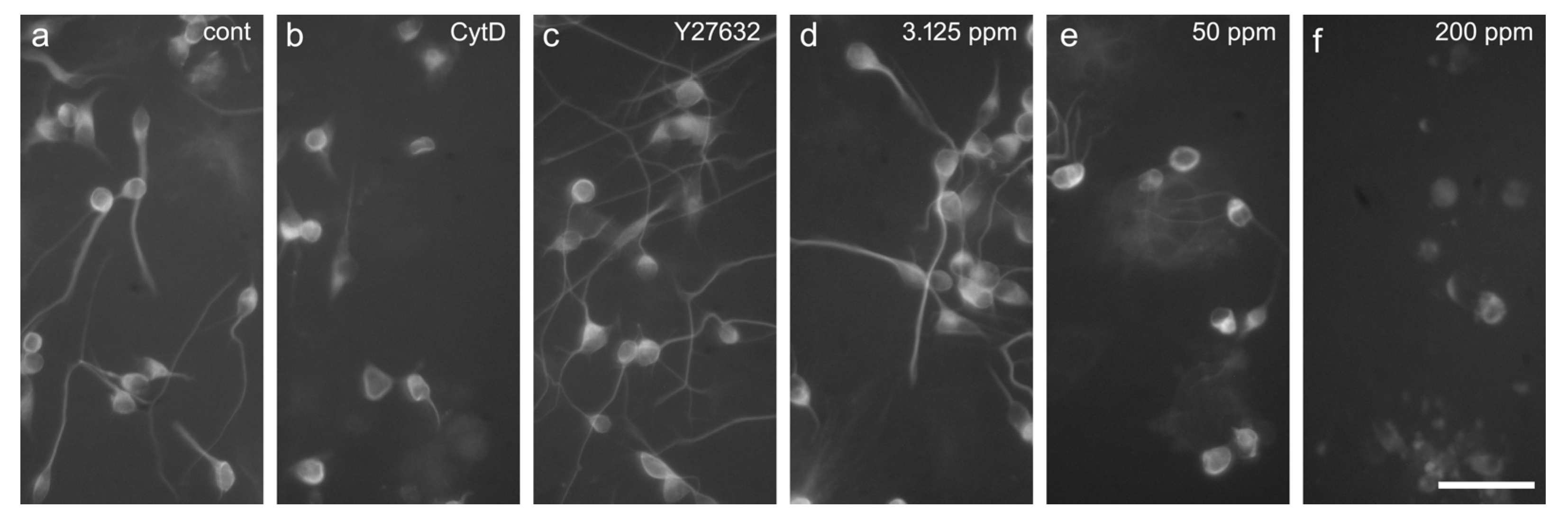 Ijms 25 05650 g006 Ijms 25 05650 g006