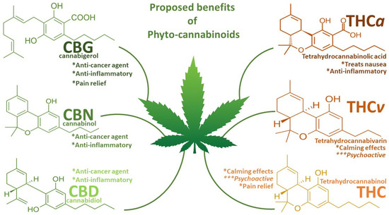 Understanding THC vs CBD for Medical Use