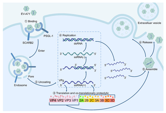 Recent Progress in Innate Immune Responses to Enterovirus A71 and Viral ...